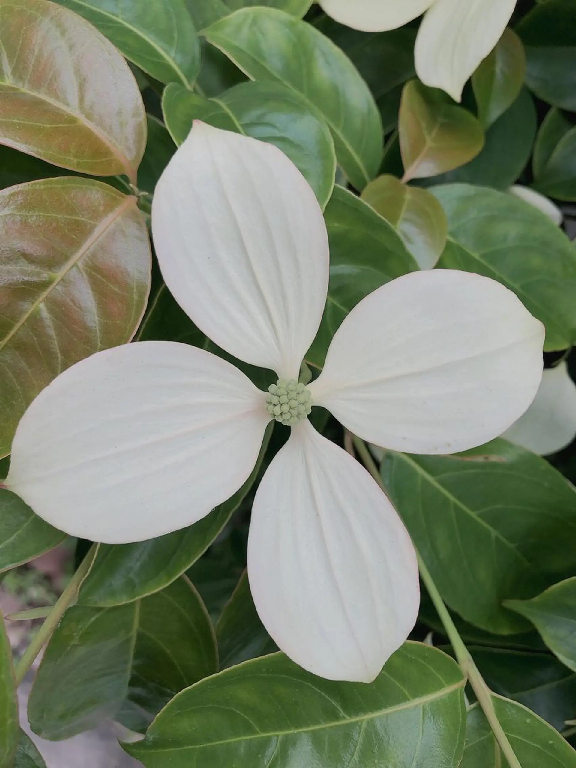 マツエク・マツパ なかむら 🪡のマツエク・マツパデザイン