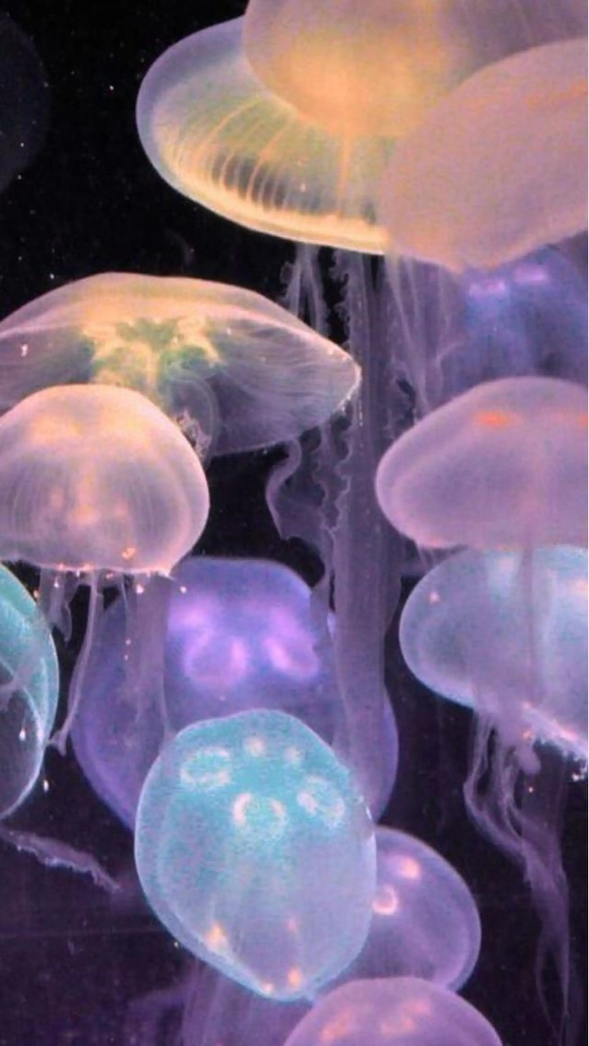 Iwasaki Nene☾店長のマツエク・マツパデザイン