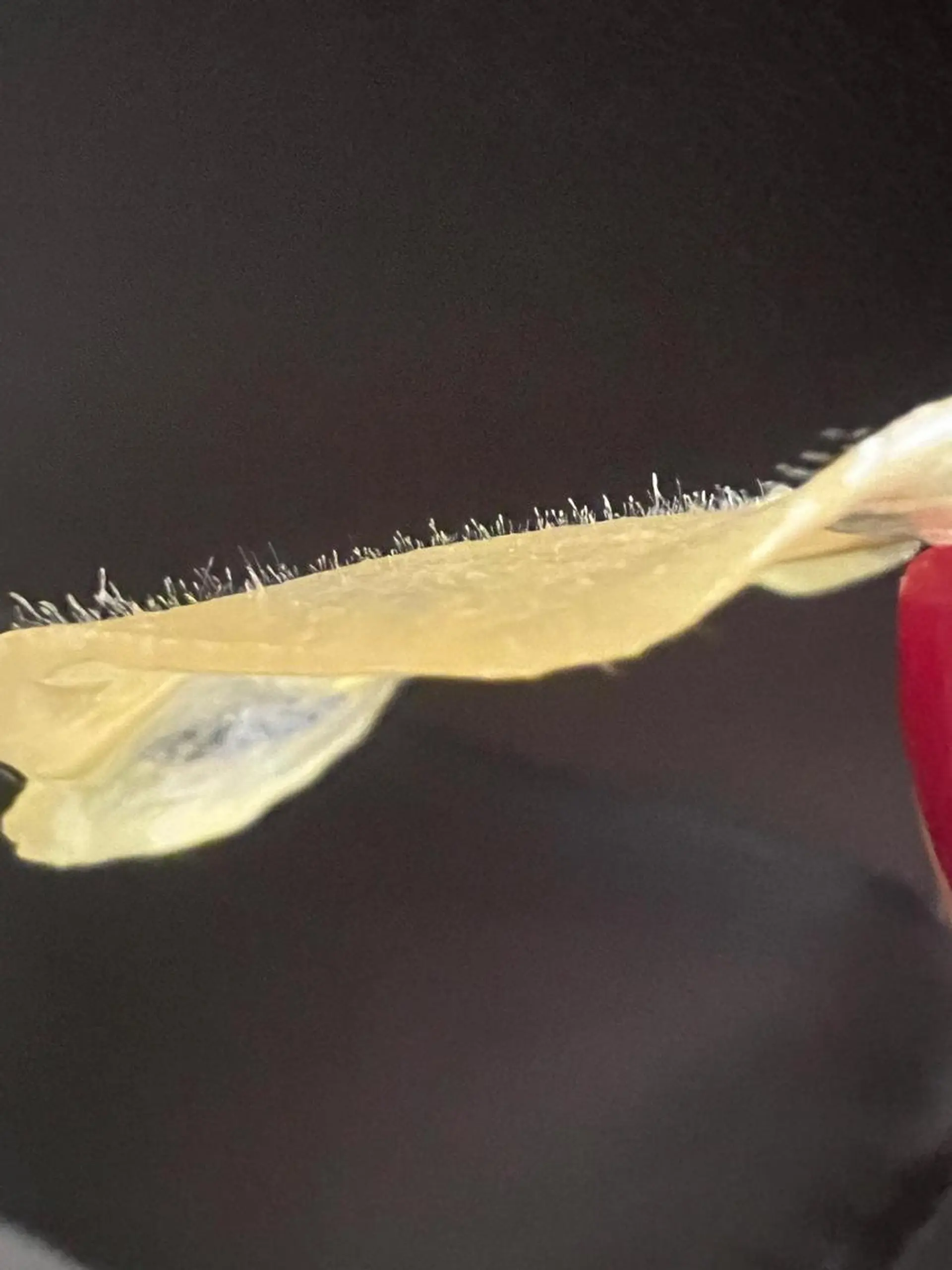 エステ 艶肌wax shoco所属・艶肌wax®︎ shocoのエステ・リラクイメージ