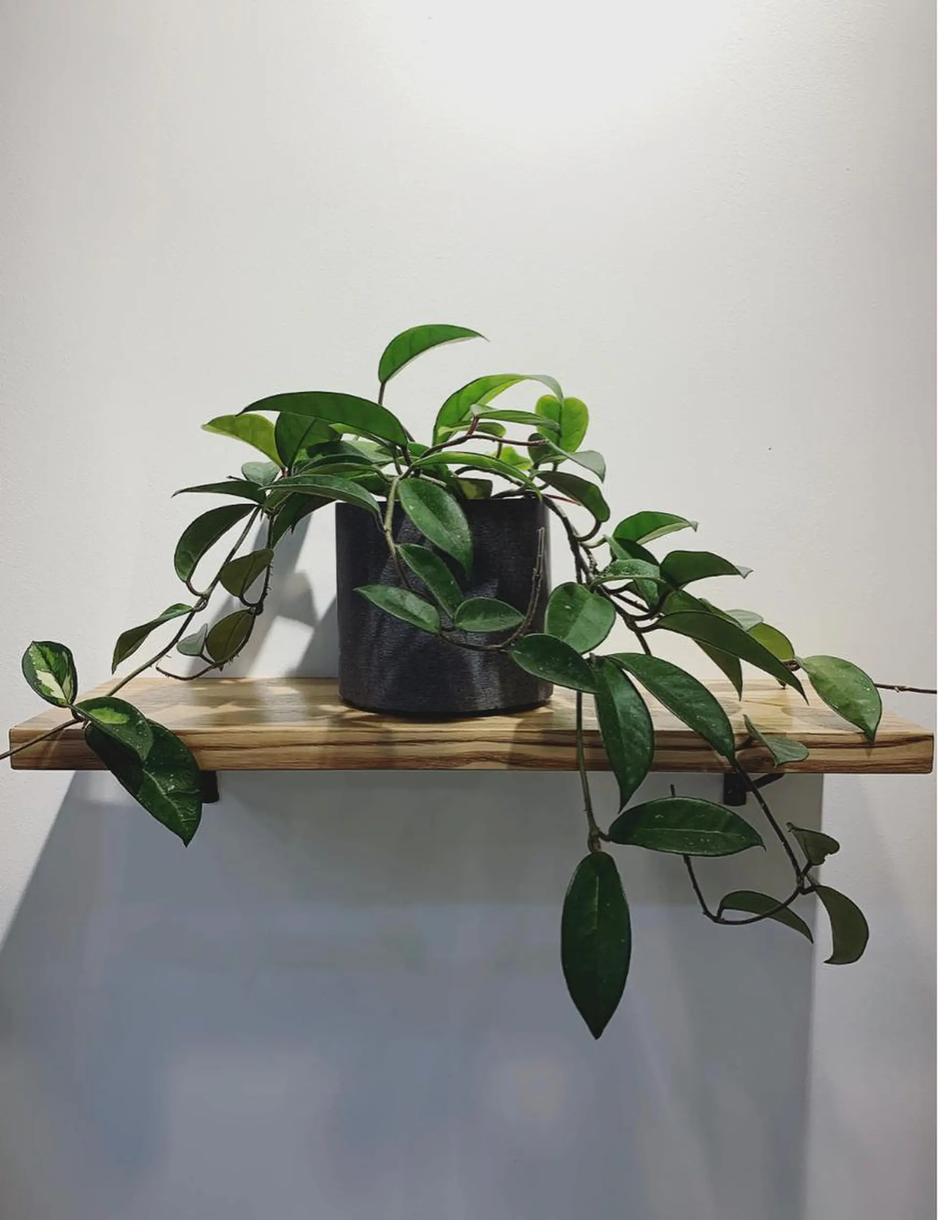 ミディアム LOuNICA/銀座 RYUNOSUKEのヘアスタイル