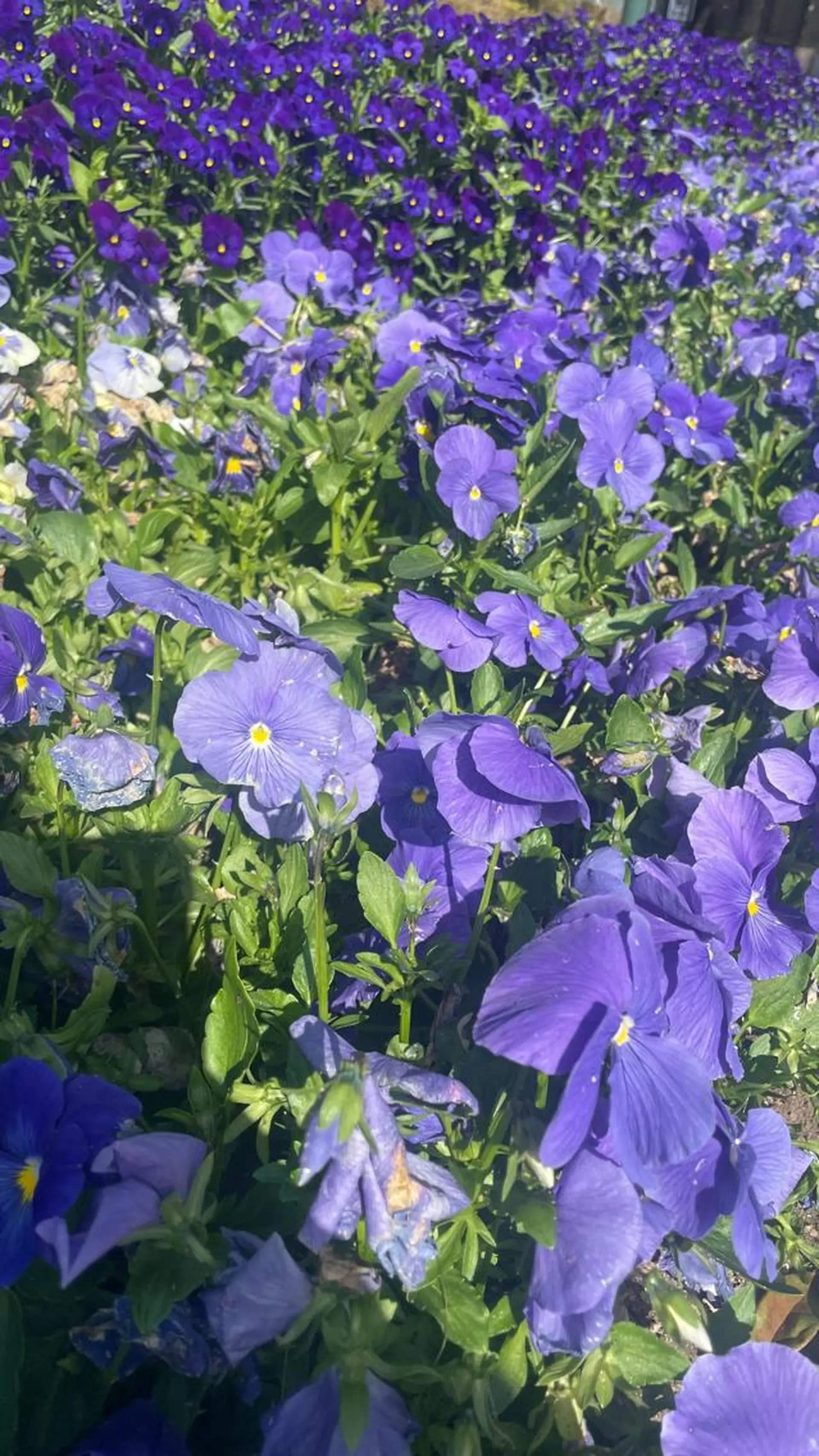 マツエク・マツパ マツパ Rena 泉中央のマツエク・マツパデザイン