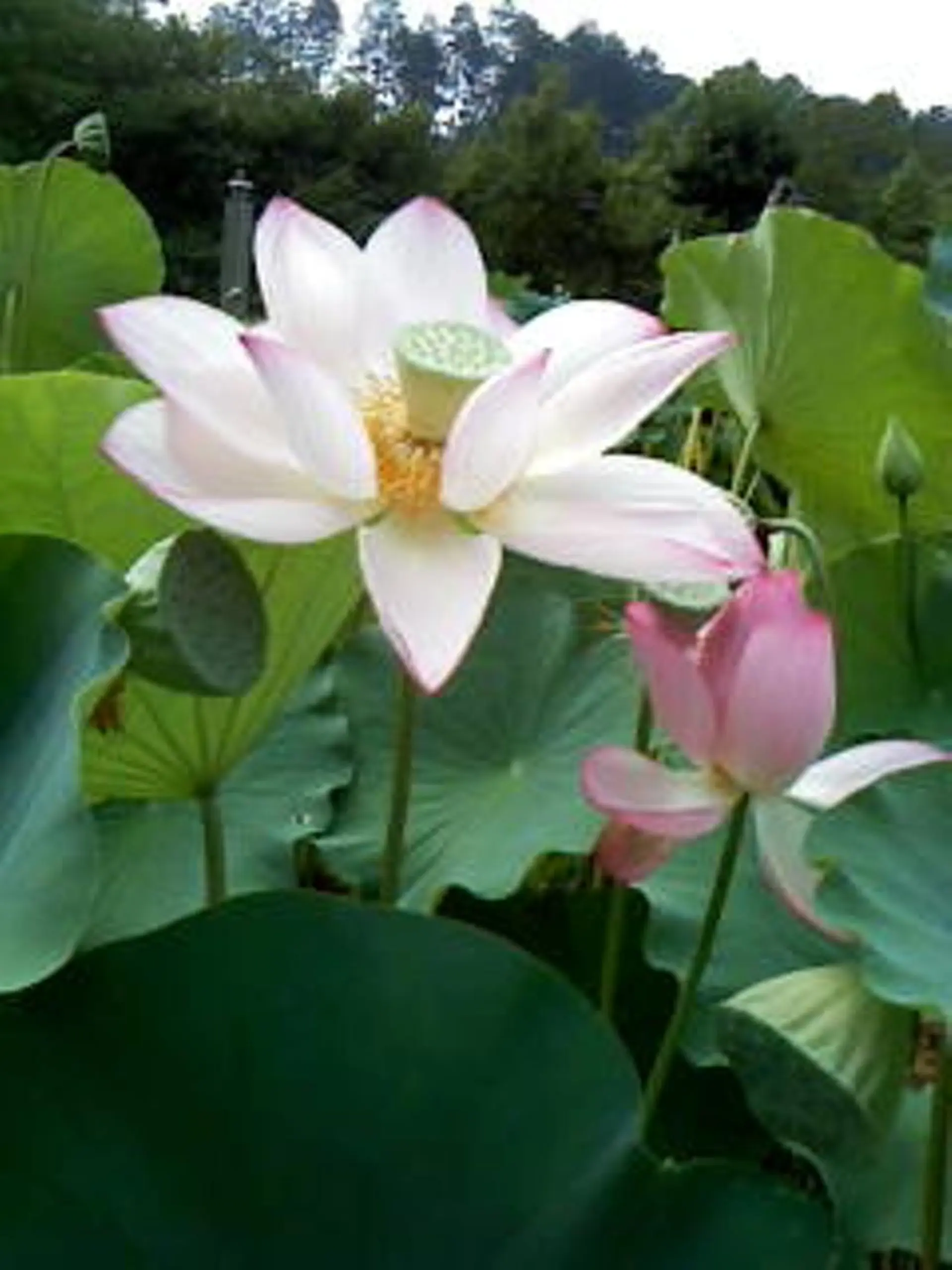 ボディリフレッシュ 伽羅　かげやまのエステ・リラクイメージ