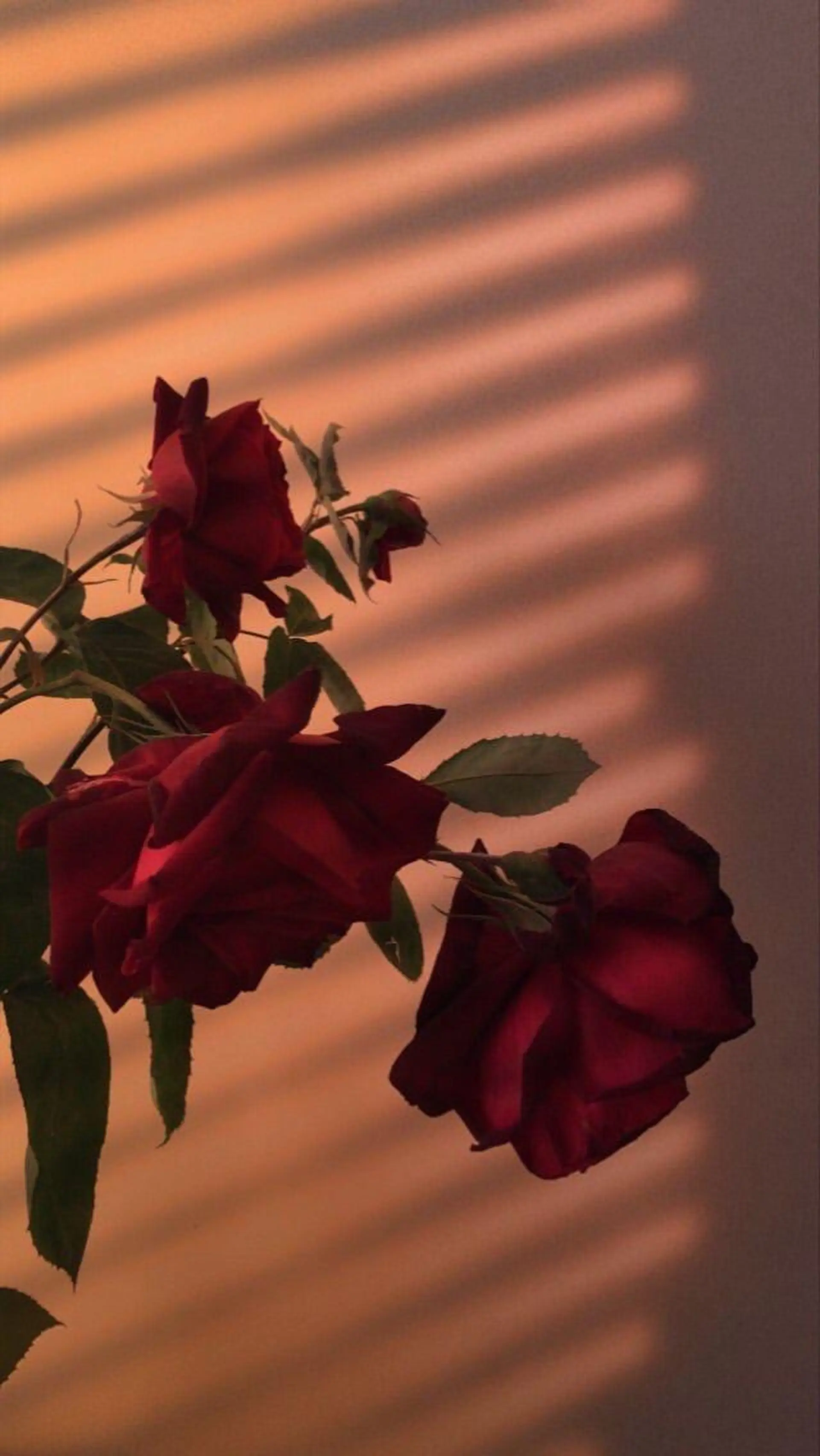 Iwasaki Nene☾店長のマツエク・マツパデザイン