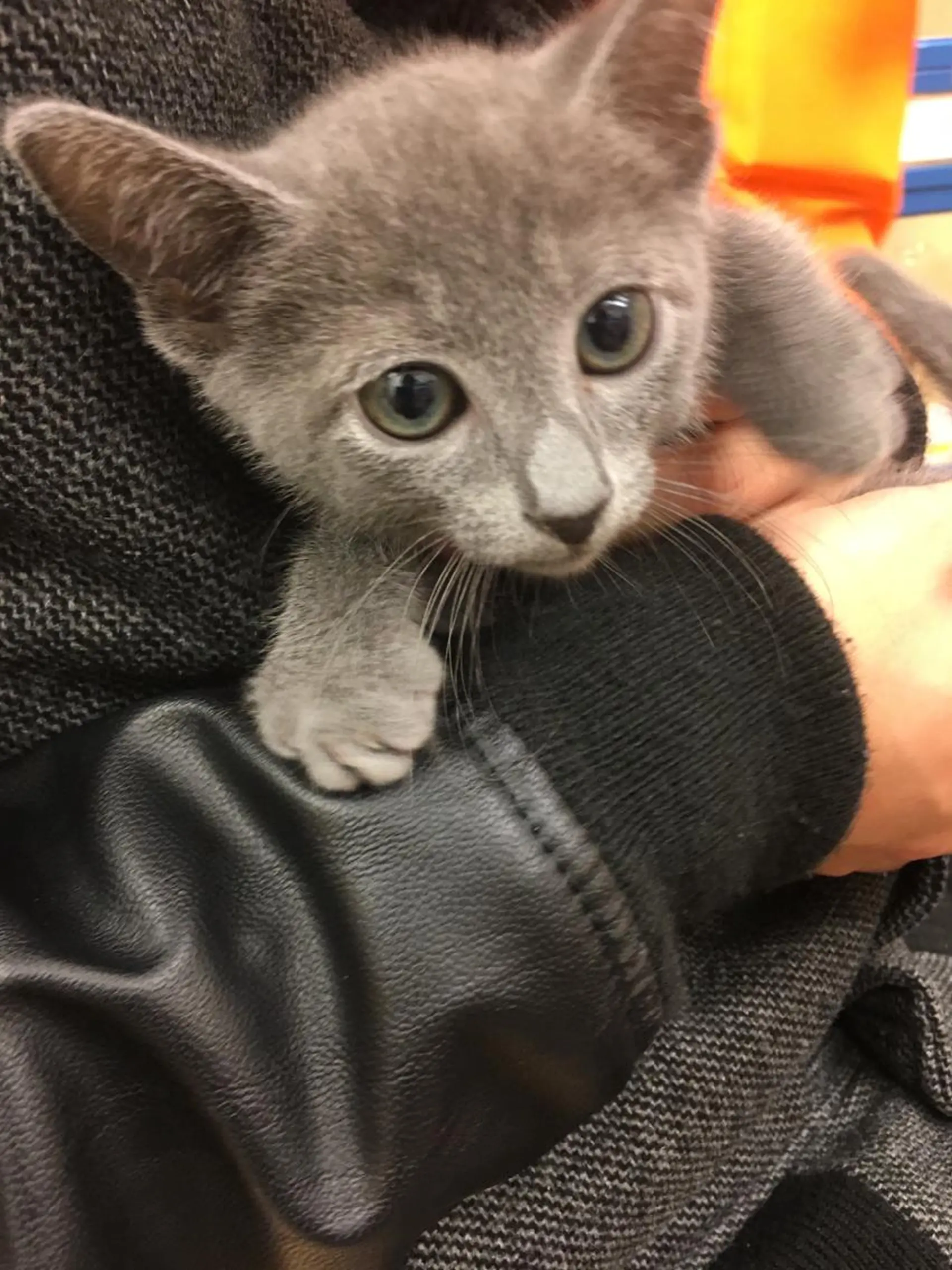 セミロング カラー パーマ ヘアアレンジ メンズ キッズ ネイル マツエク・マツパ アニメ,Vオタク× 即効痩せエステサロンのエステ・リラクイメージ