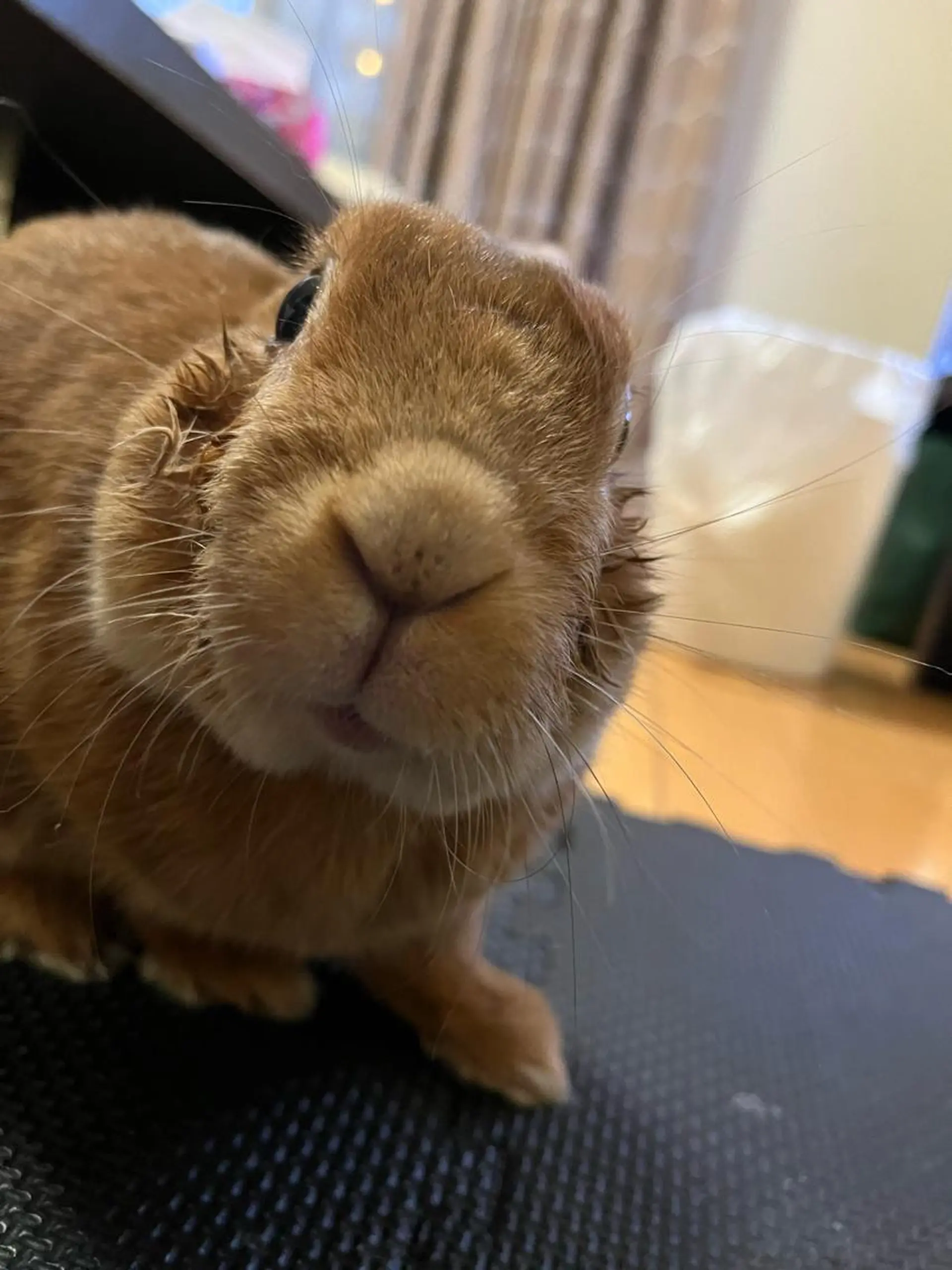 紙屋 隼人のヘアスタイル