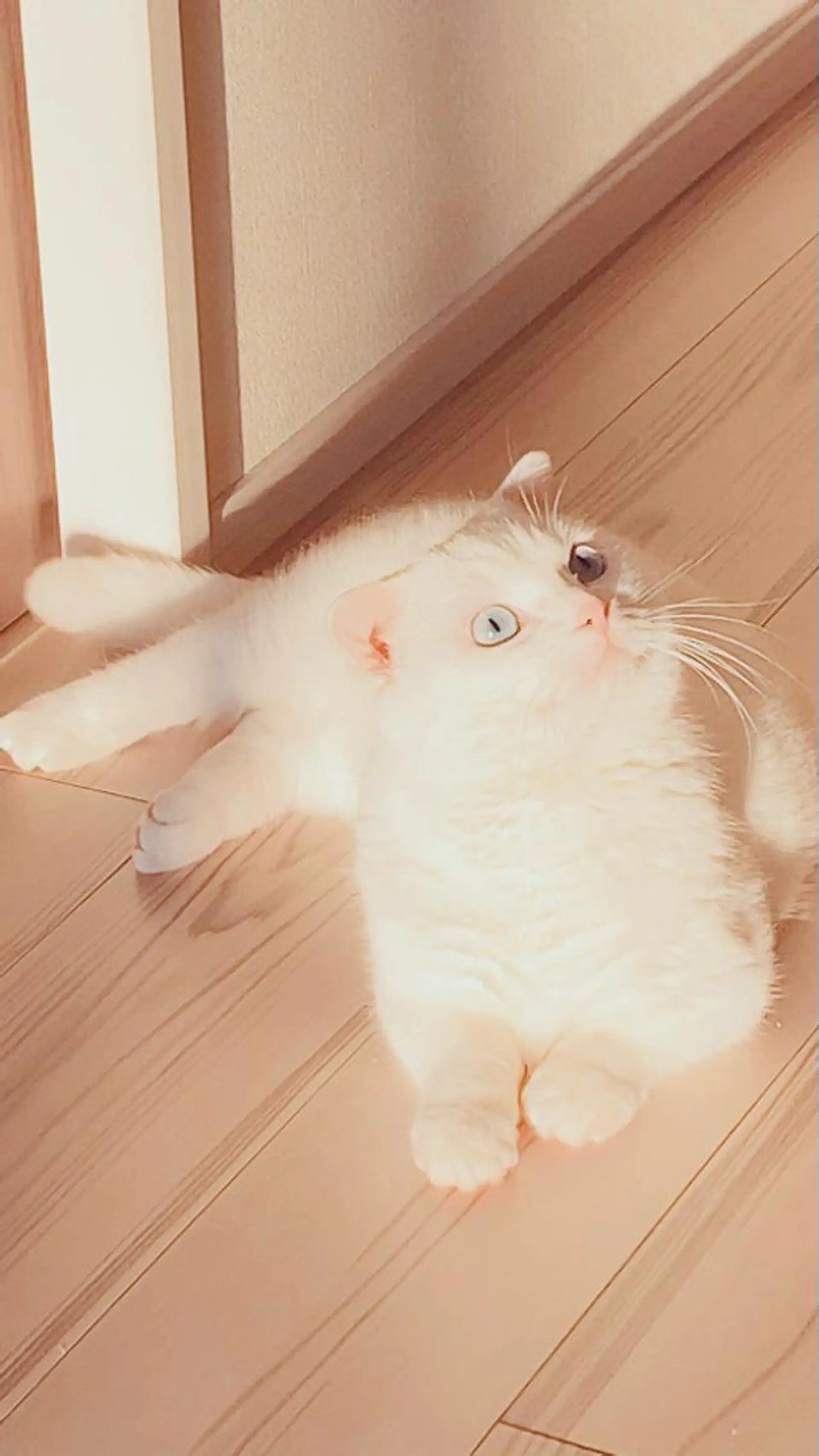 マツエク・マツパ 神山 ビューティー・アイのマツエク・マツパデザイン