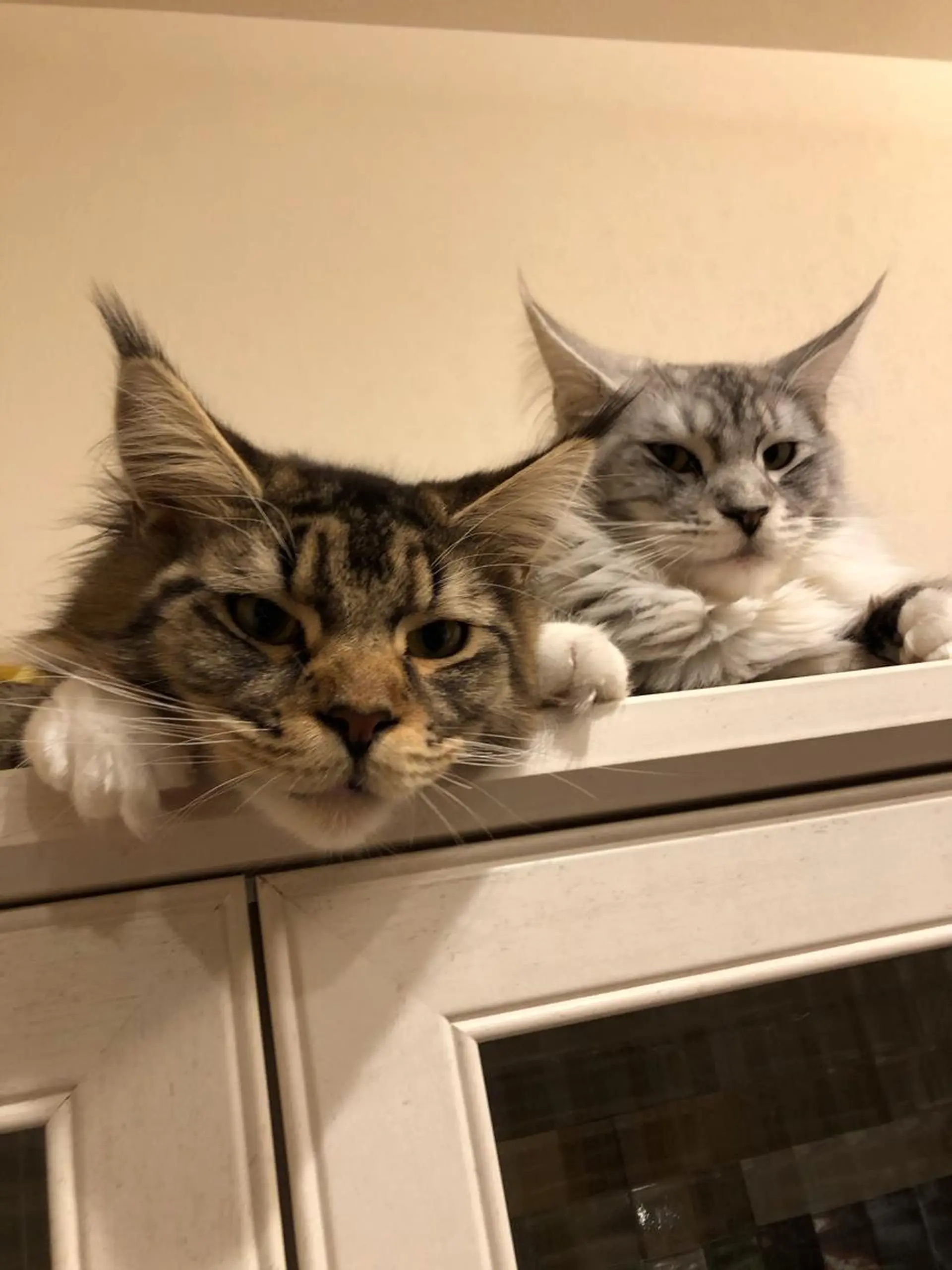 🐱美容鍼・整体 SBHメディカル👍のエステ・リラクイメージ