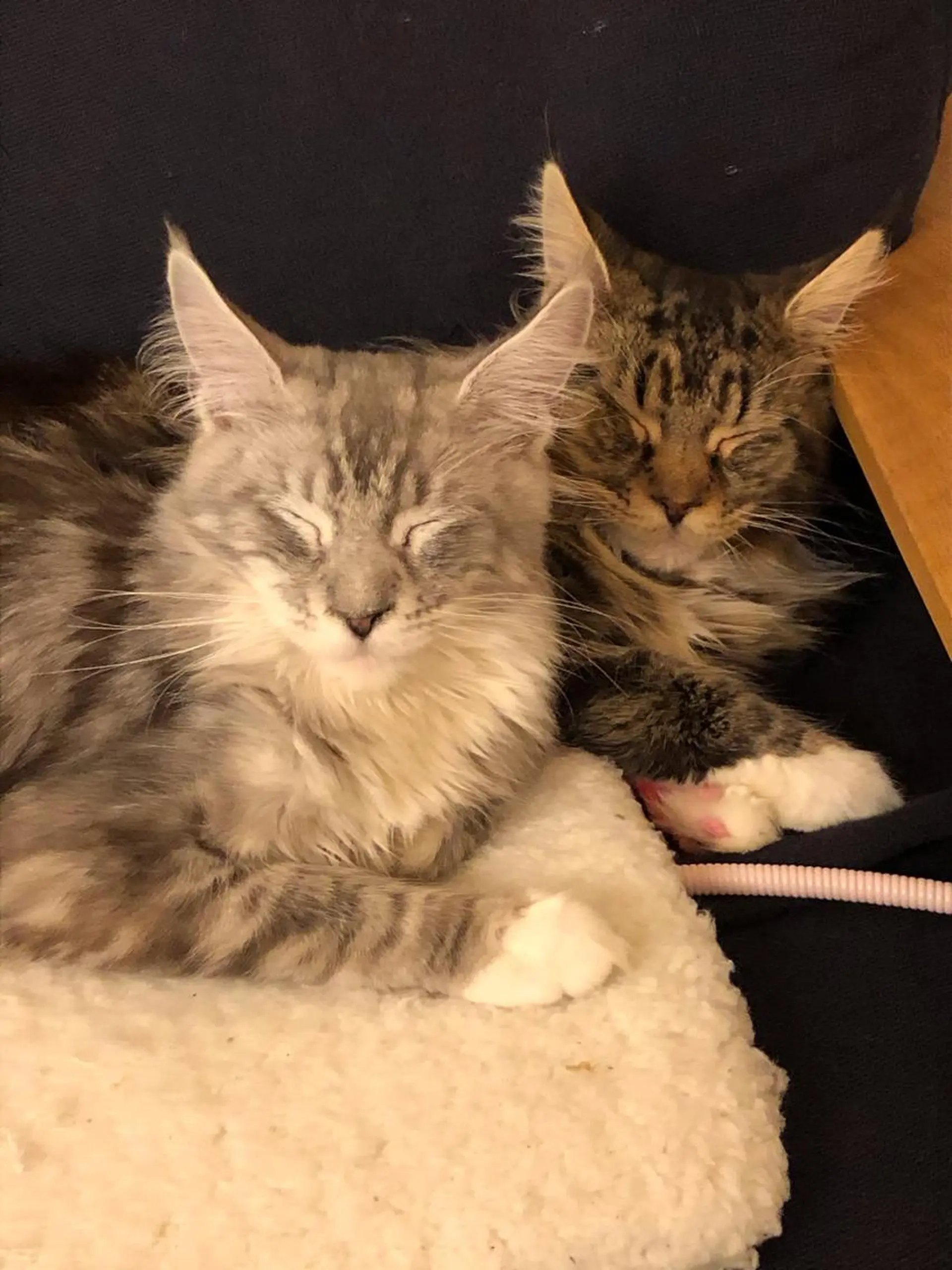 エステ リラク 🐱美容鍼・整体 SBHメディカル👍のエステ・リラクイメージ