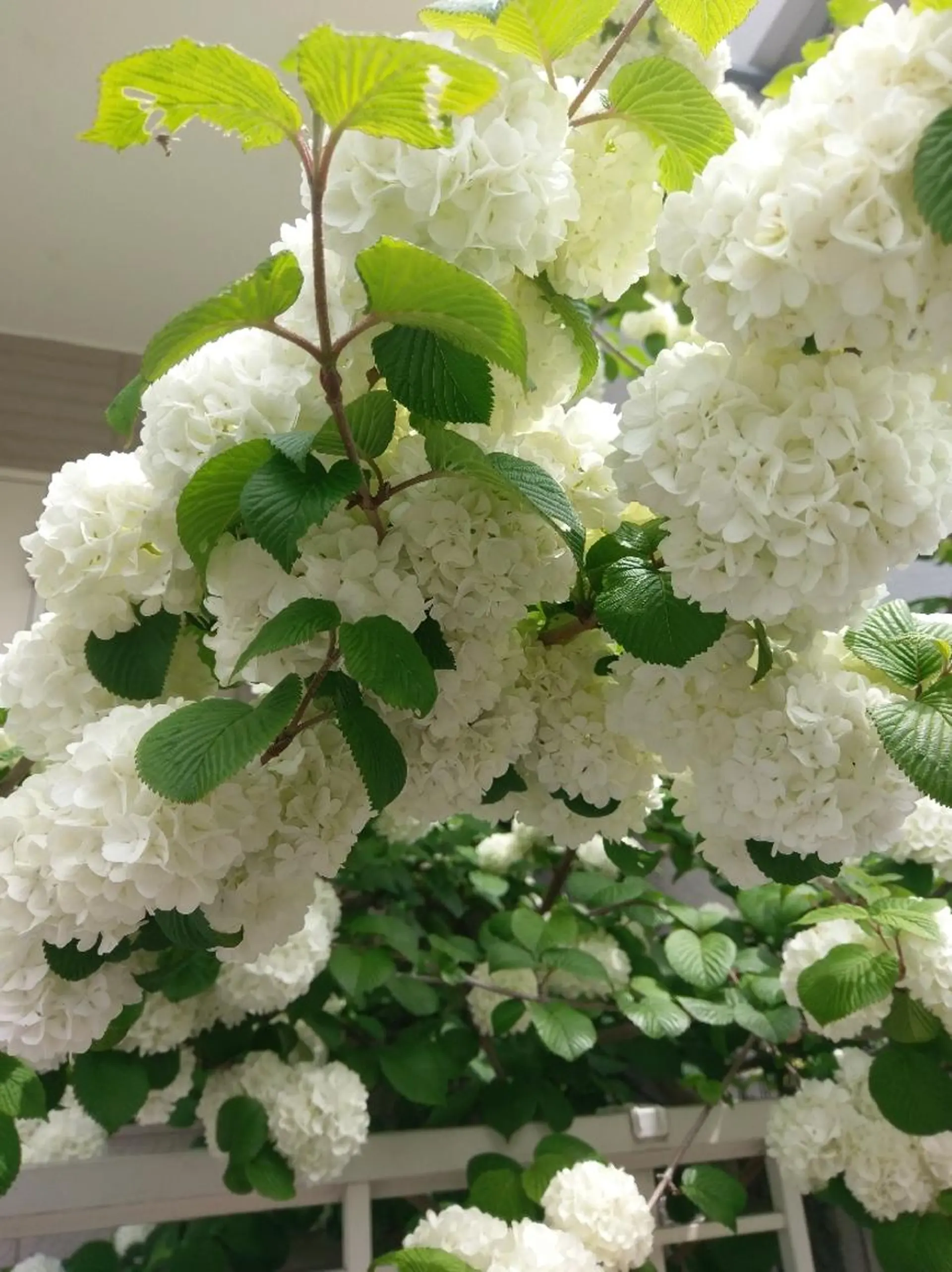 脱毛 Dahliaダリア シュガーリングサロンのエステ・リラクイメージ