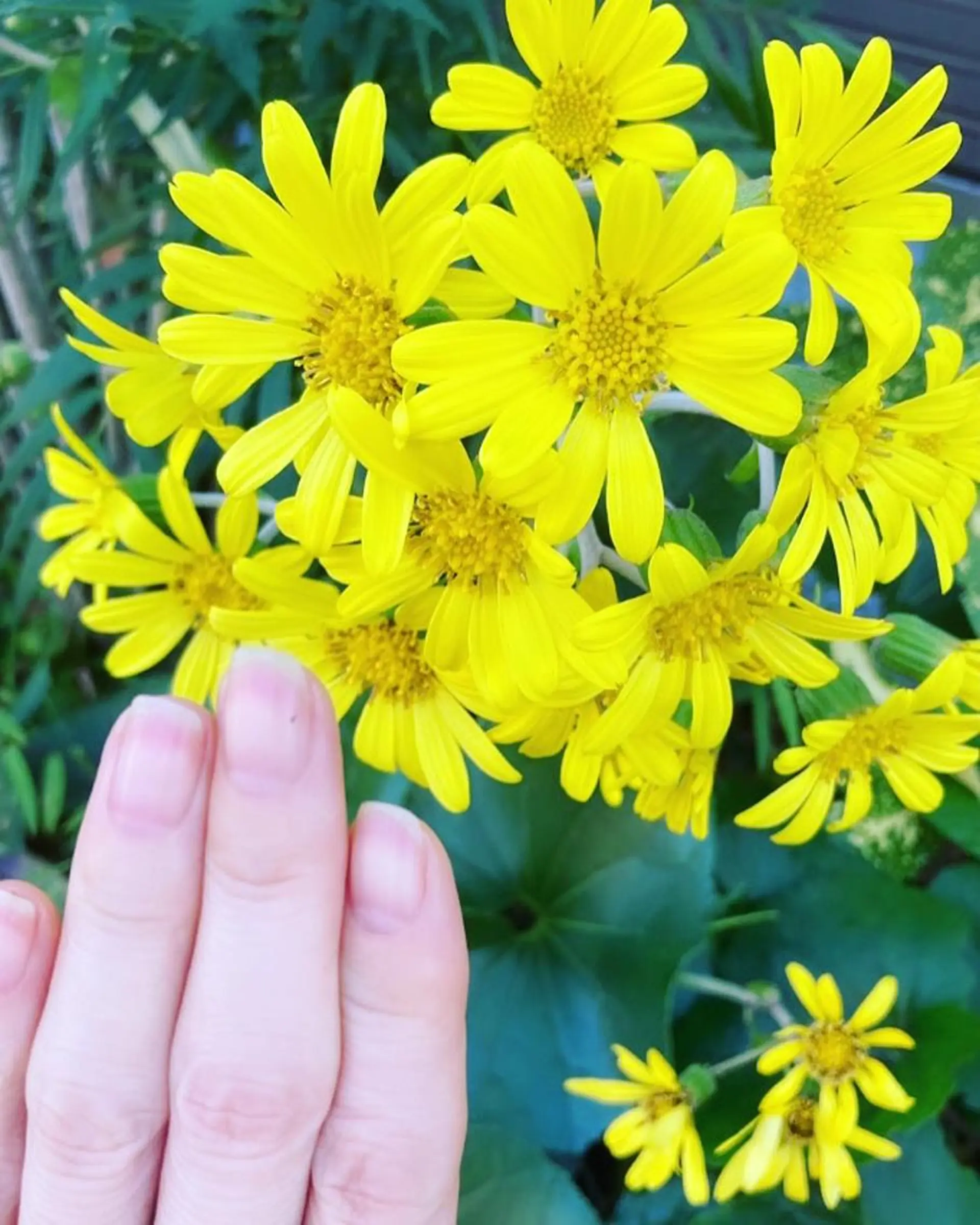 メンズ ネイル 黄色 ケアリスト🍀 マリユキのネイルデザイン