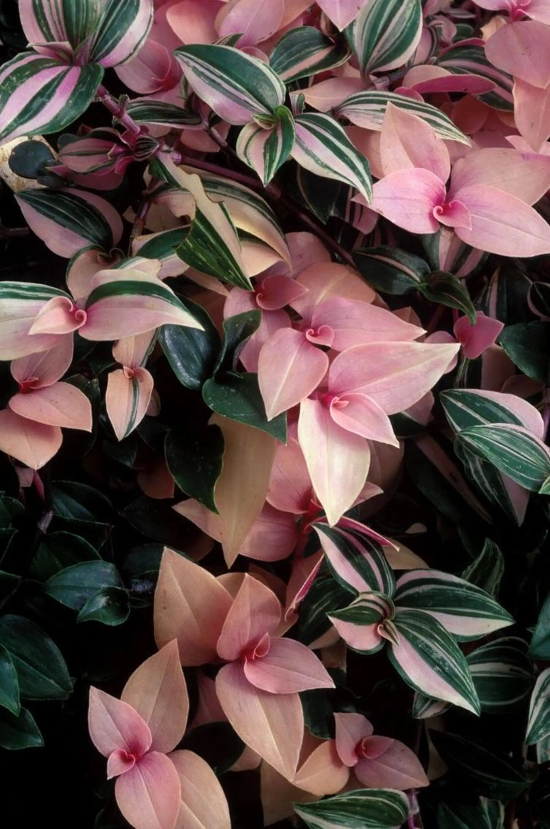 nail atelier new moon所属・デザイン可愛いサロン new moonのネイルデザイン