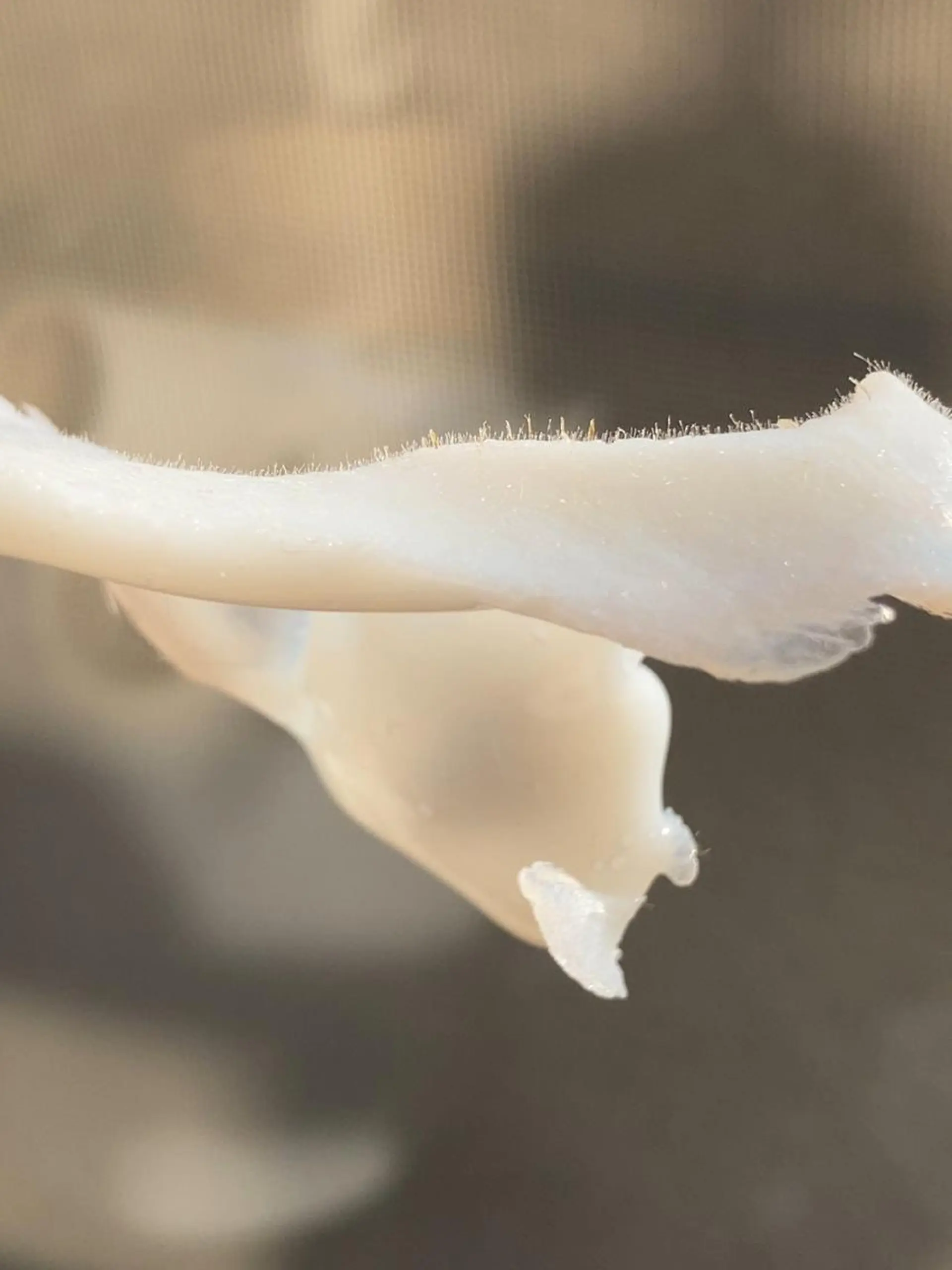 脱毛 産毛専門店 Bittoのエステ・リラクイメージ