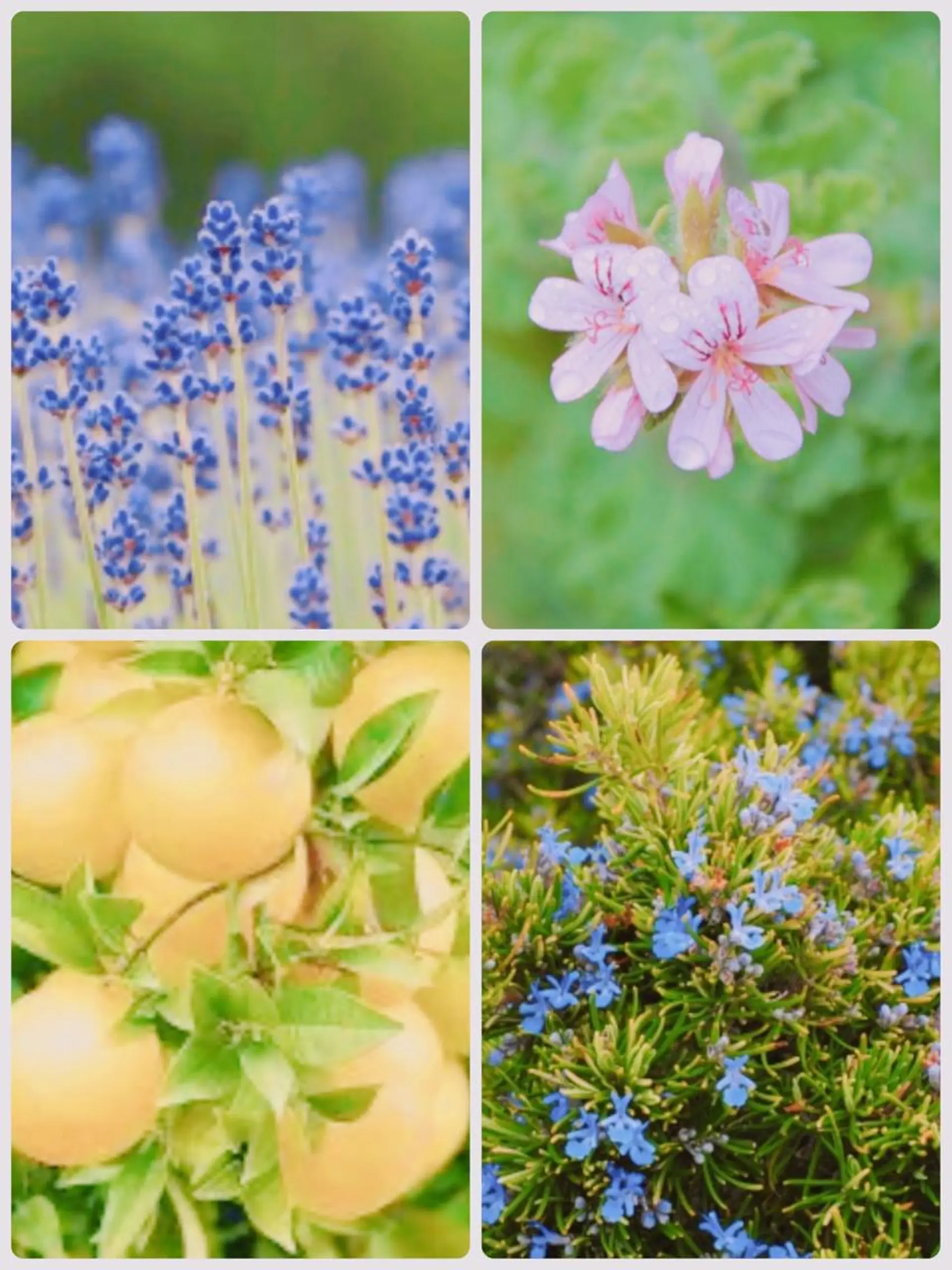 グランデ ルシアルのエステ・リラクイメージ