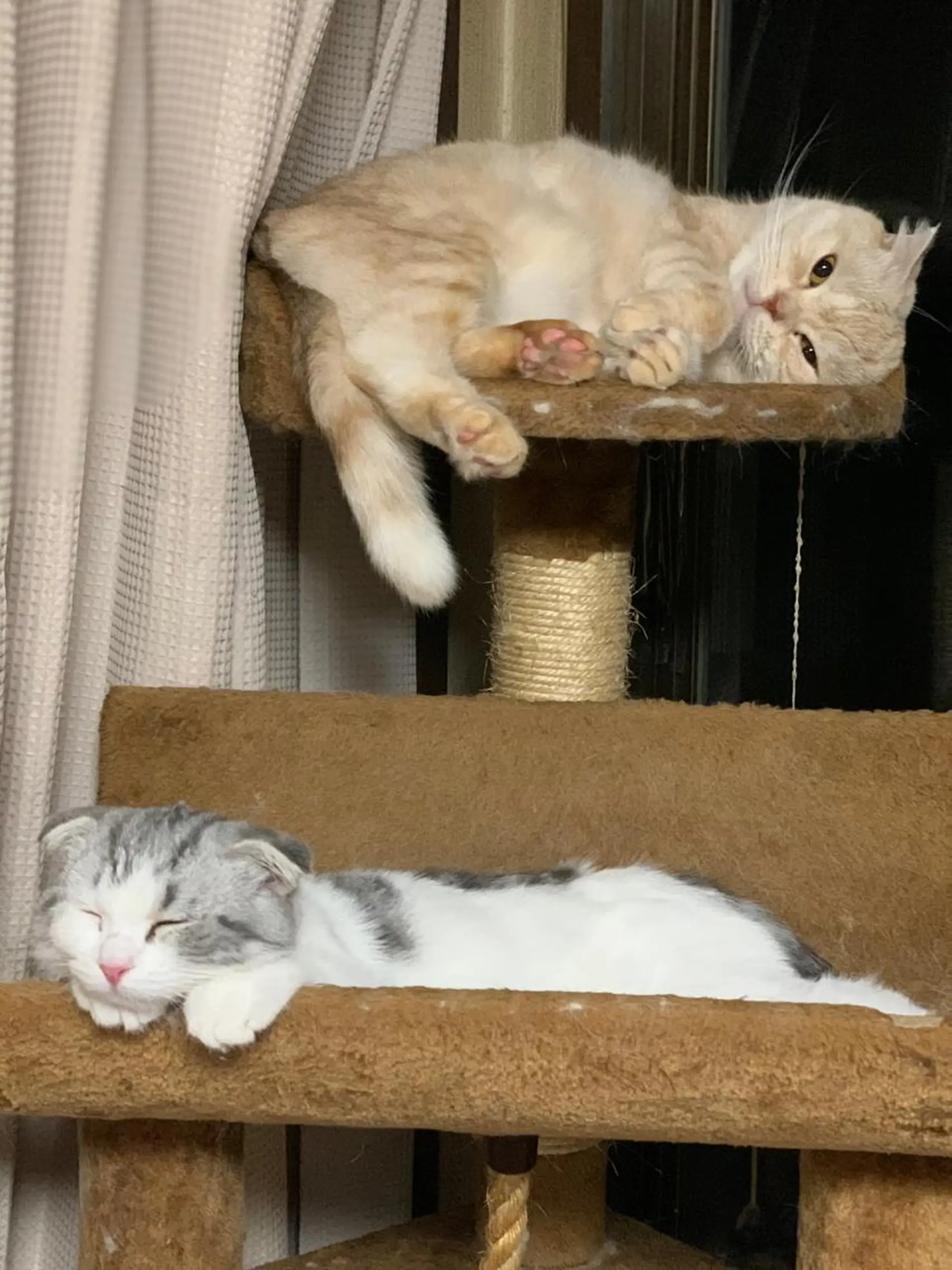 ネイル NailSpace 猫のいるネイルサロンのネイルデザイン