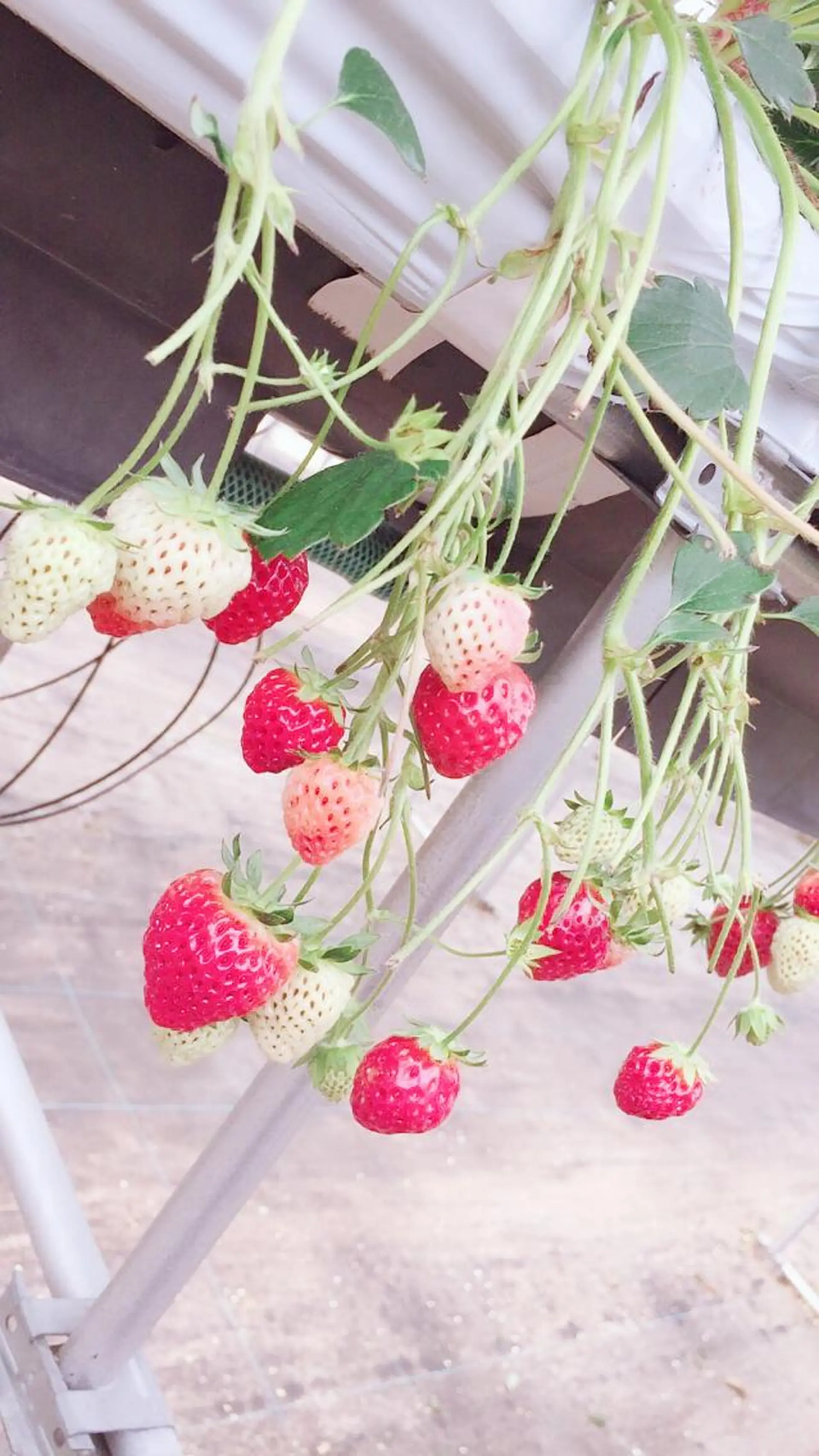 田中 実咲のヘアスタイル