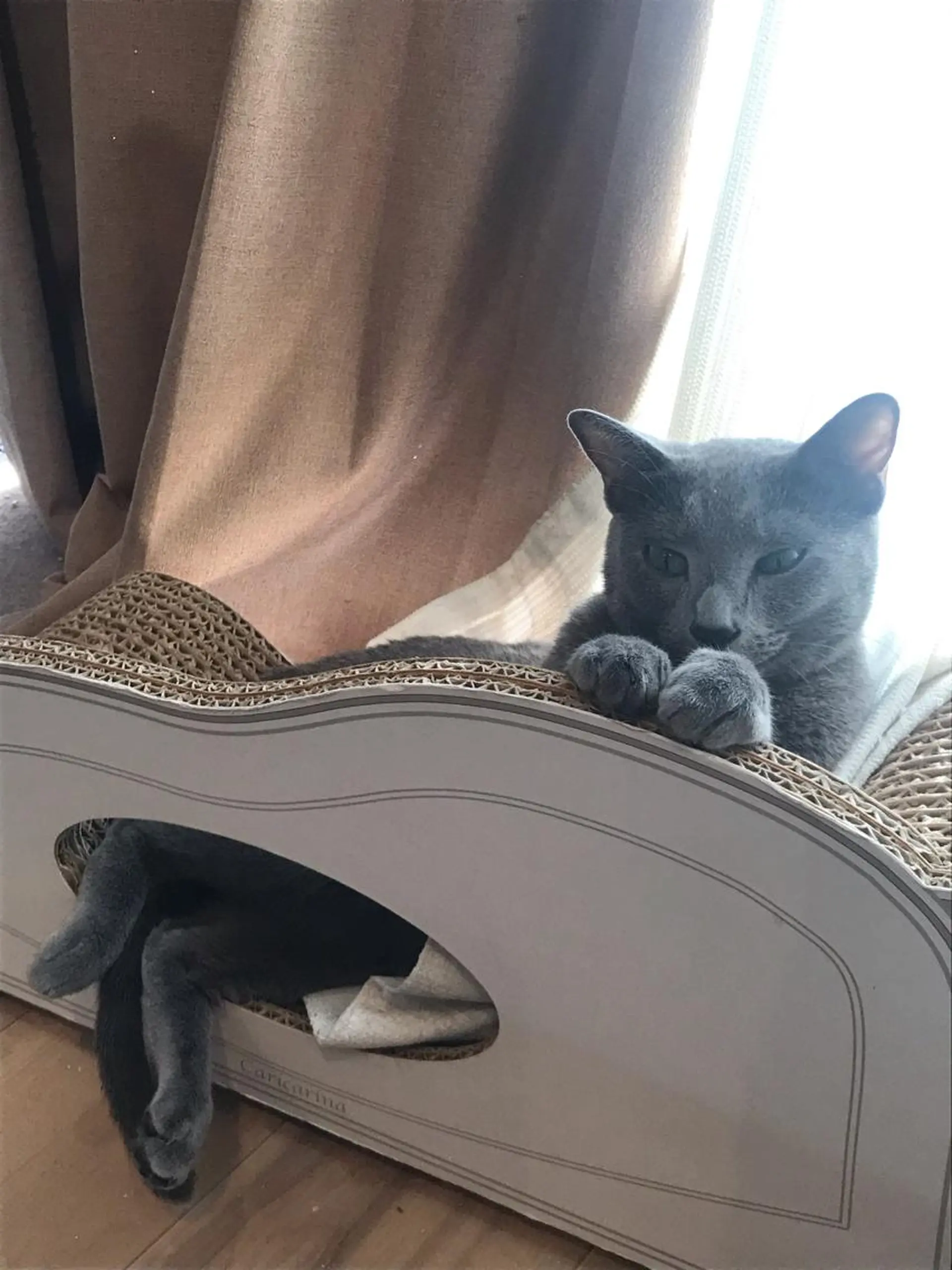 ショート カラー パーマ ヘアアレンジ メンズ キッズ ネイル マツエク・マツパ アイブロウ アニメ,Vオタク× 即効痩せエステサロンのエステ・リラクイメージ