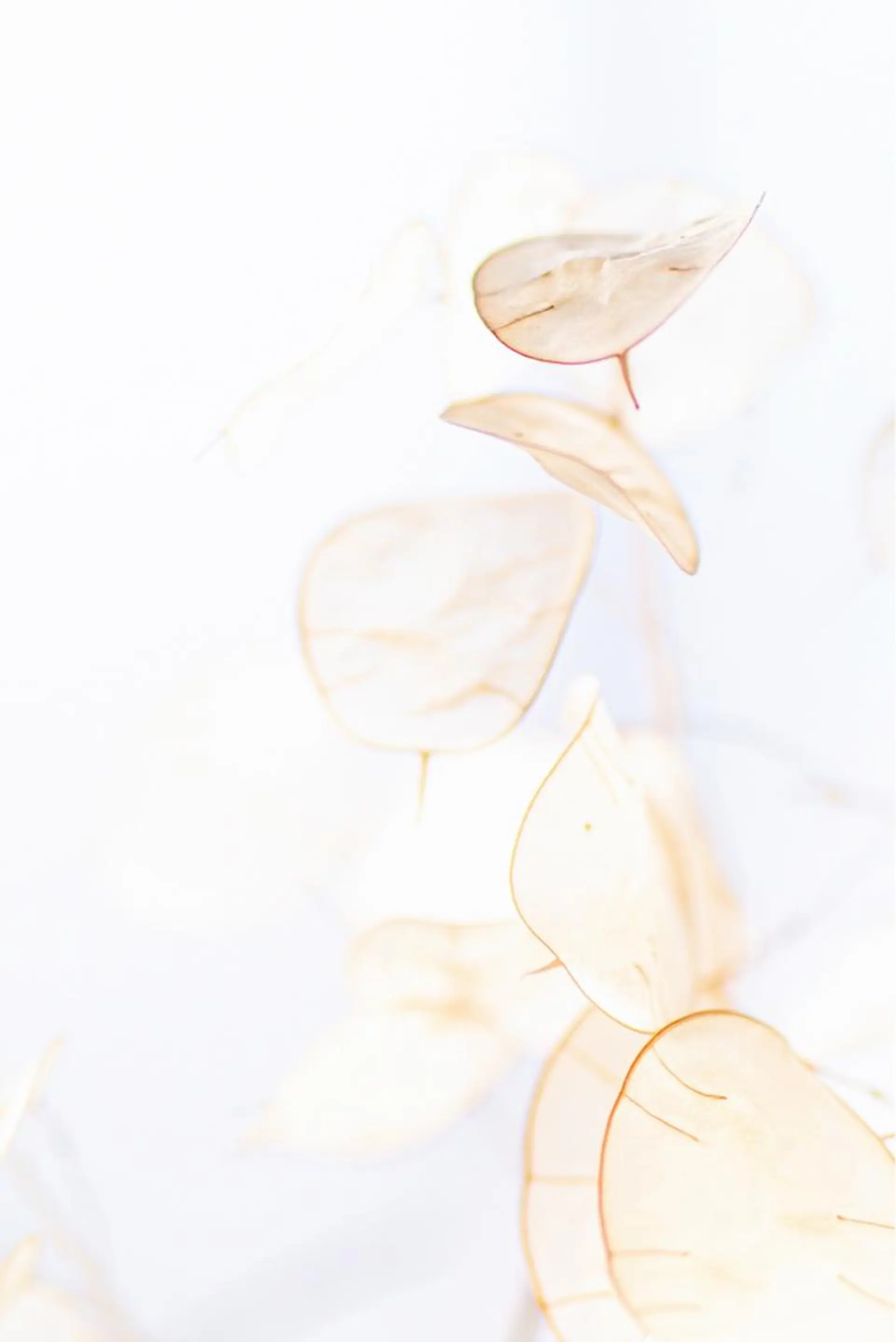 TIÁM eyelashのマツエク・マツパデザイン