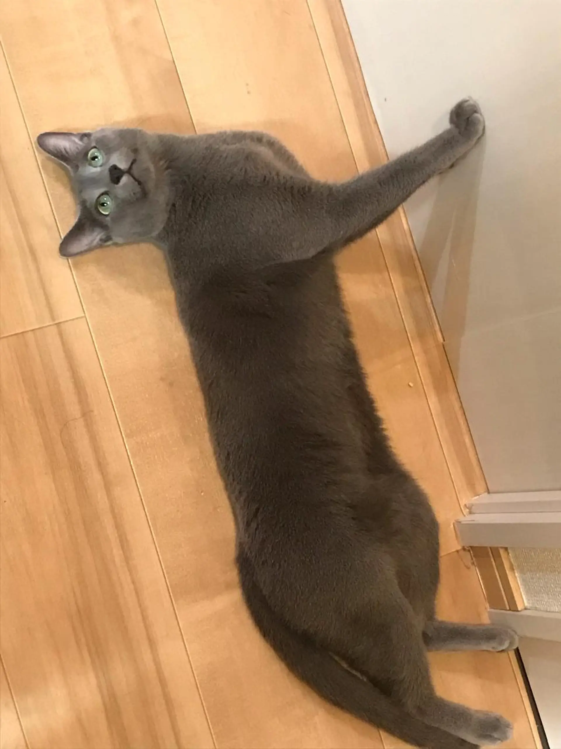 ショート カラー パーマ ヘアアレンジ メンズ キッズ ネイル マツエク・マツパ アイブロウ アニメ,Vオタク× 即効痩せエステサロンのエステ・リラクイメージ