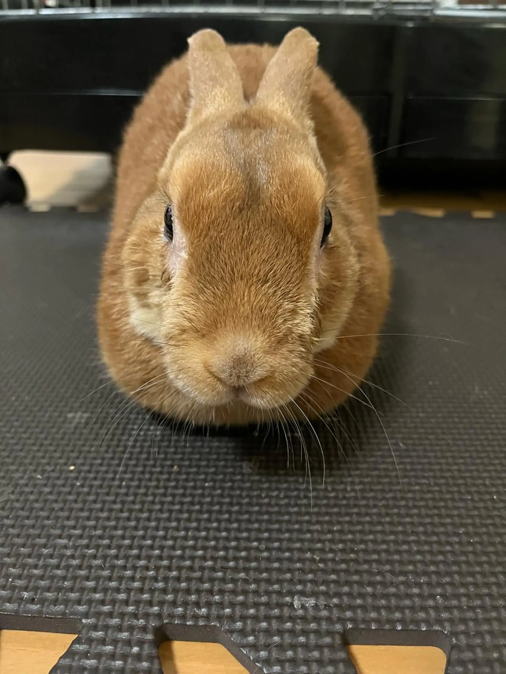 Sona hair & eyelash salon所属・紙屋 隼人のヘアスタイル