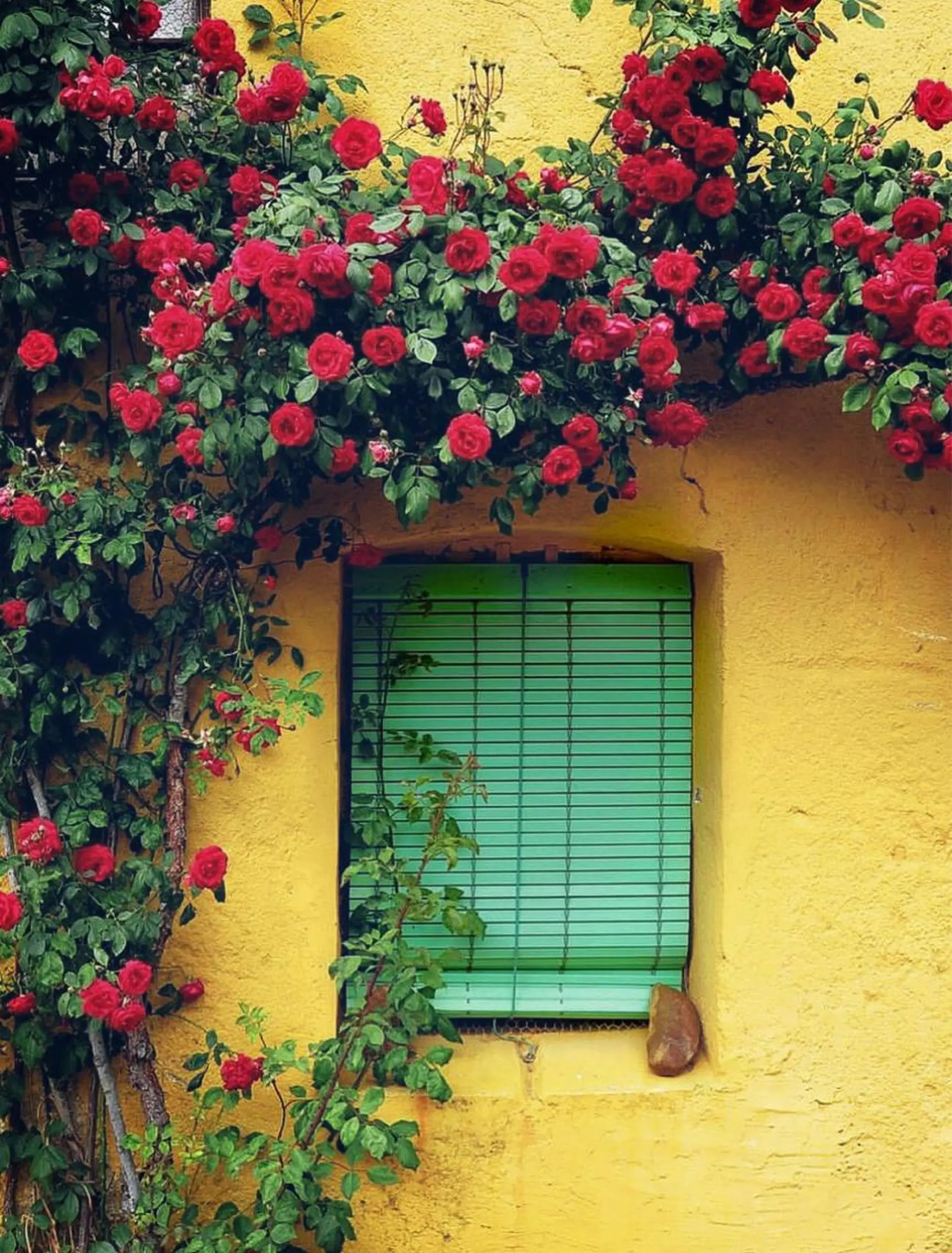 マツエク・マツパ アイブロウ Bliss eyes canele【ブリスアイズカヌレ】所属・Bliss eyes 都島/ CHIKAの眉毛・アイブロウイメージ