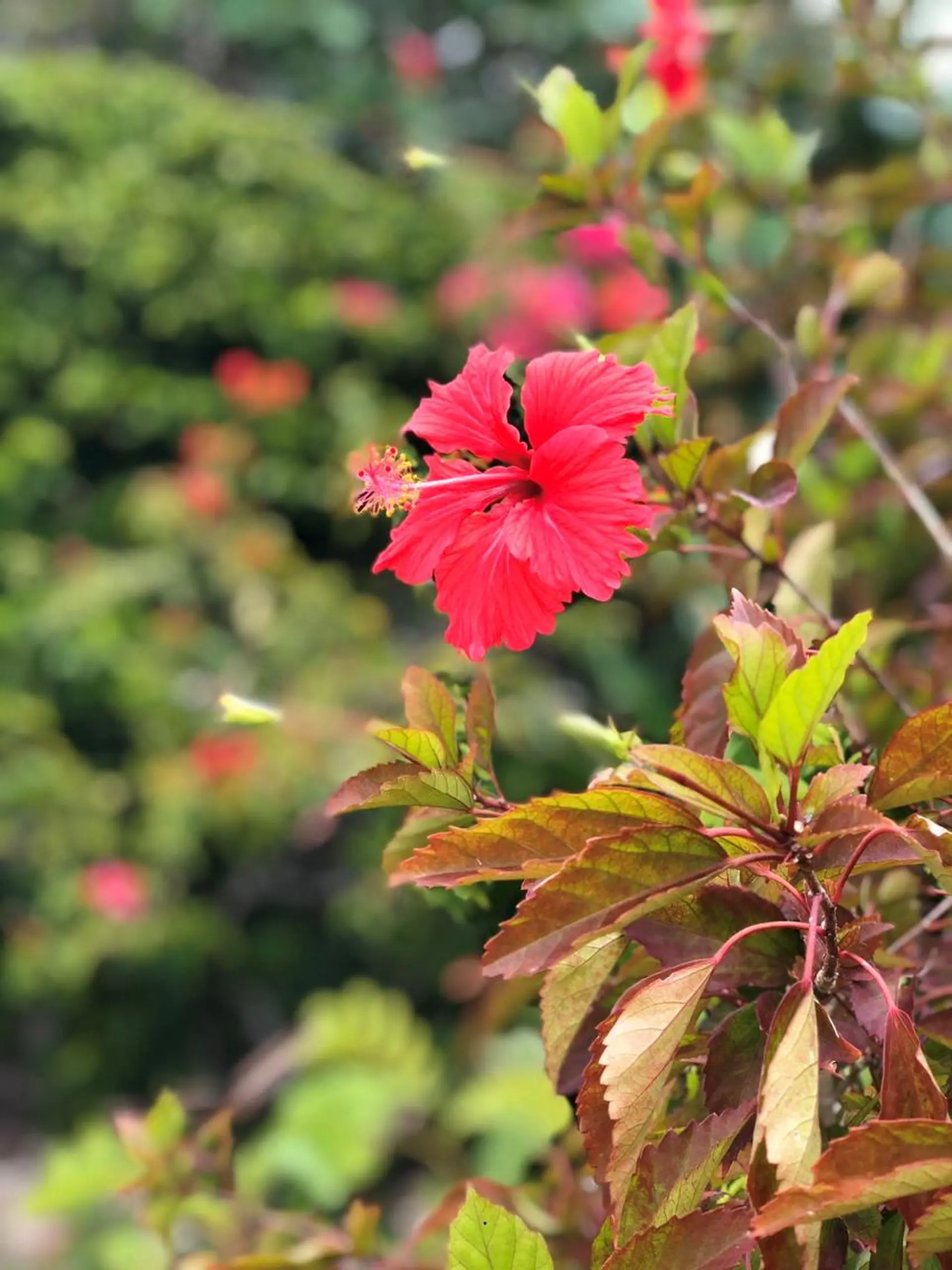 エステ リラク COCOPURE. 凪..のエステ・リラクイメージ