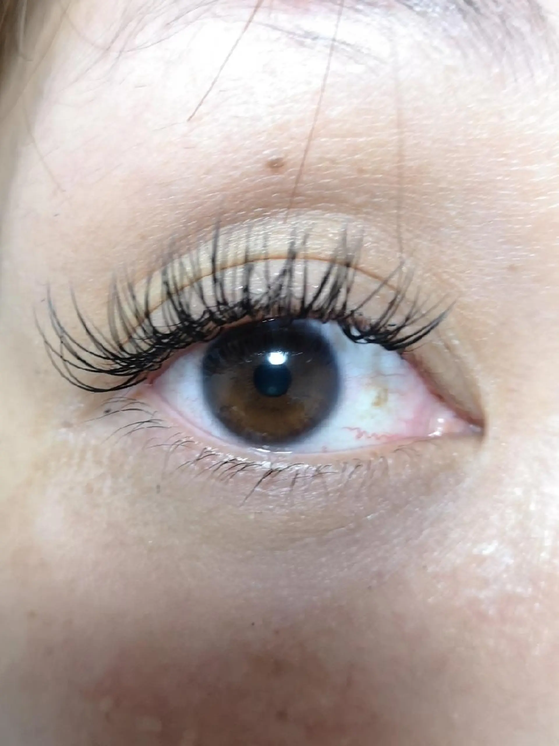 マツエク・マツパ CCカール Cカール セーブル マツエク Camel 🐫のマツエク・マツパデザイン