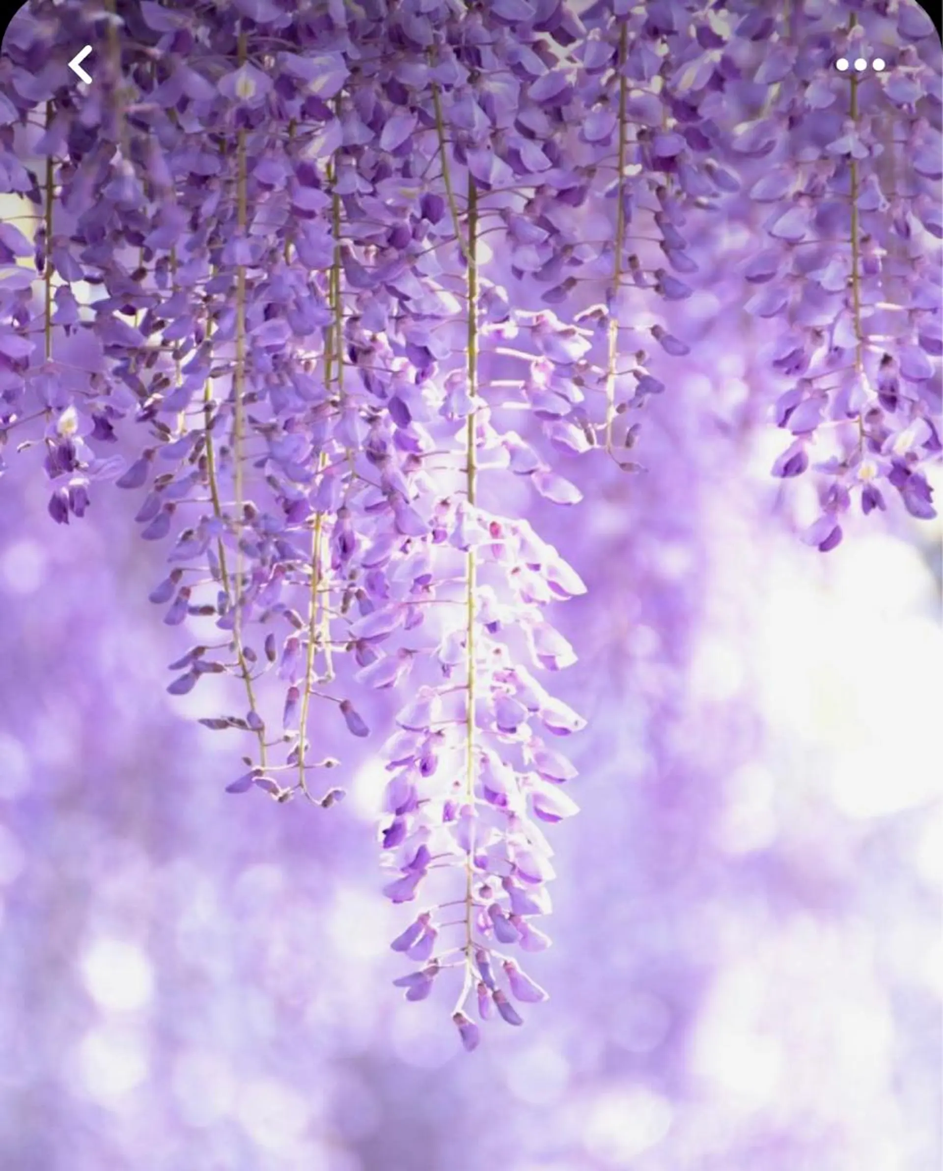 Bless hair &spa所属・🫧縮毛矯正／カラー ／bless松浦🫧のヘアスタイル