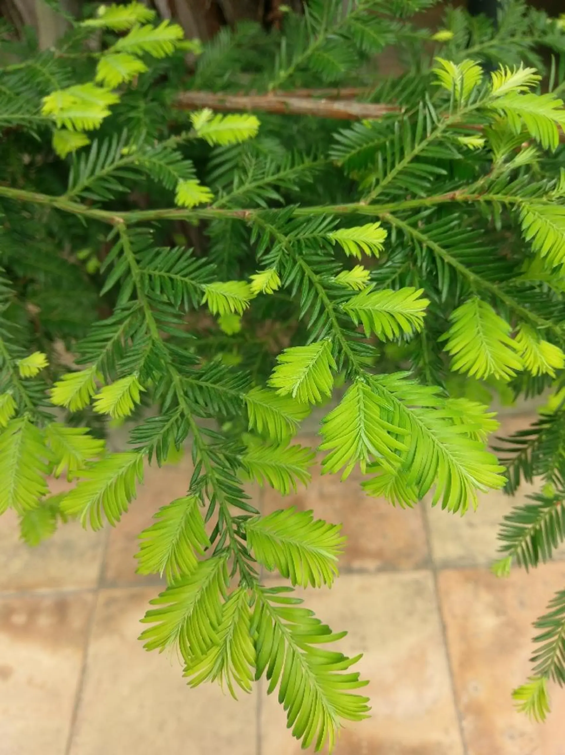 脱毛 シュガーリングサロン　ダリア所属・Dahliaダリア シュガーリングサロンのエステ・リラクイメージ