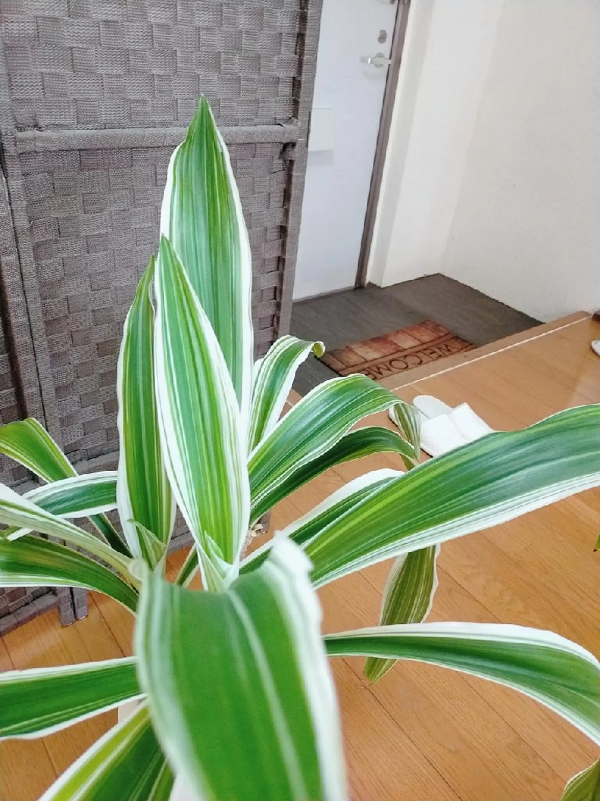 アイブロウ 眉毛サロン eyeroomEの眉毛・アイブロウイメージ