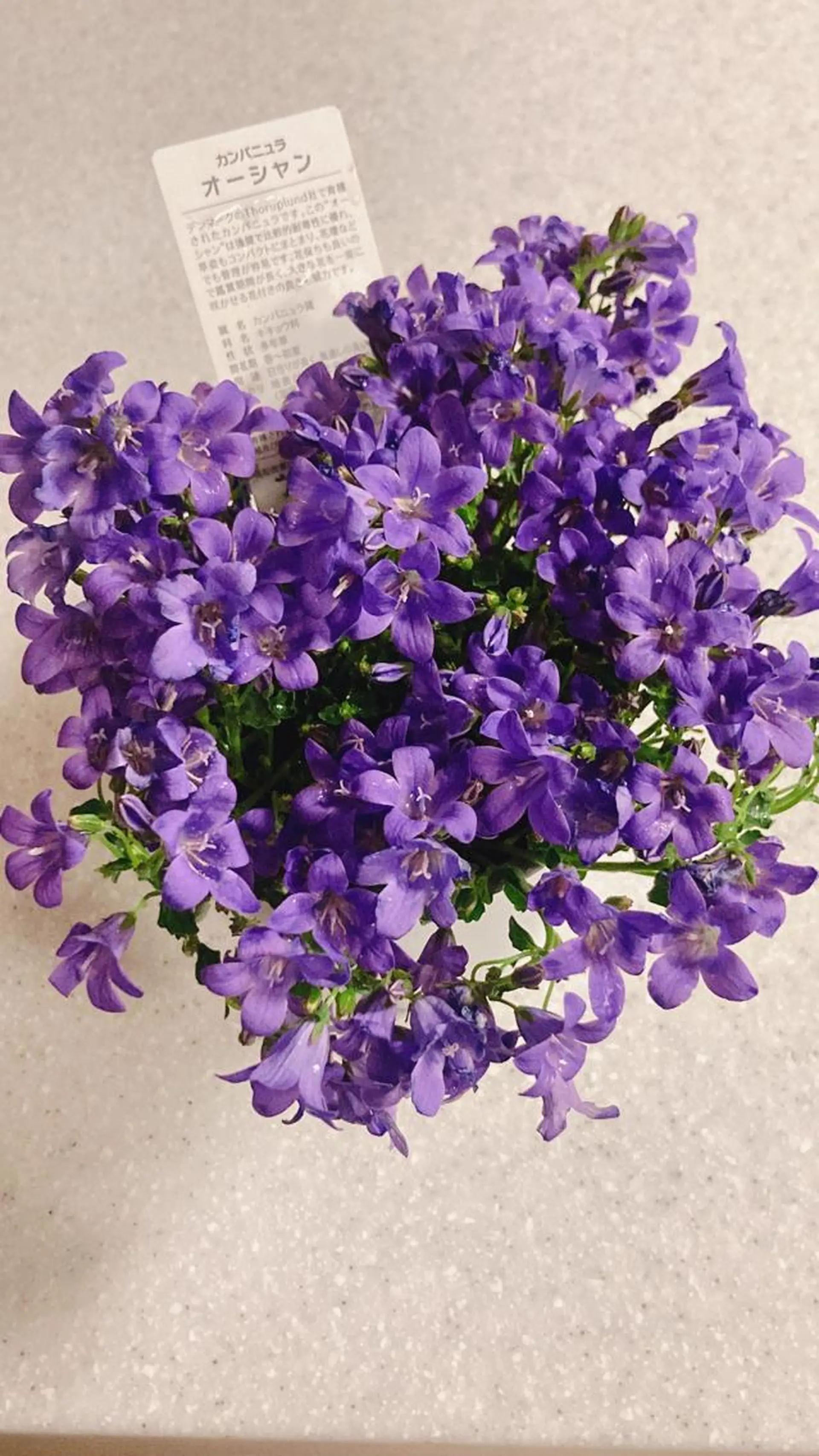 ネイル ネイルケアサロン Campanulaのネイルデザイン