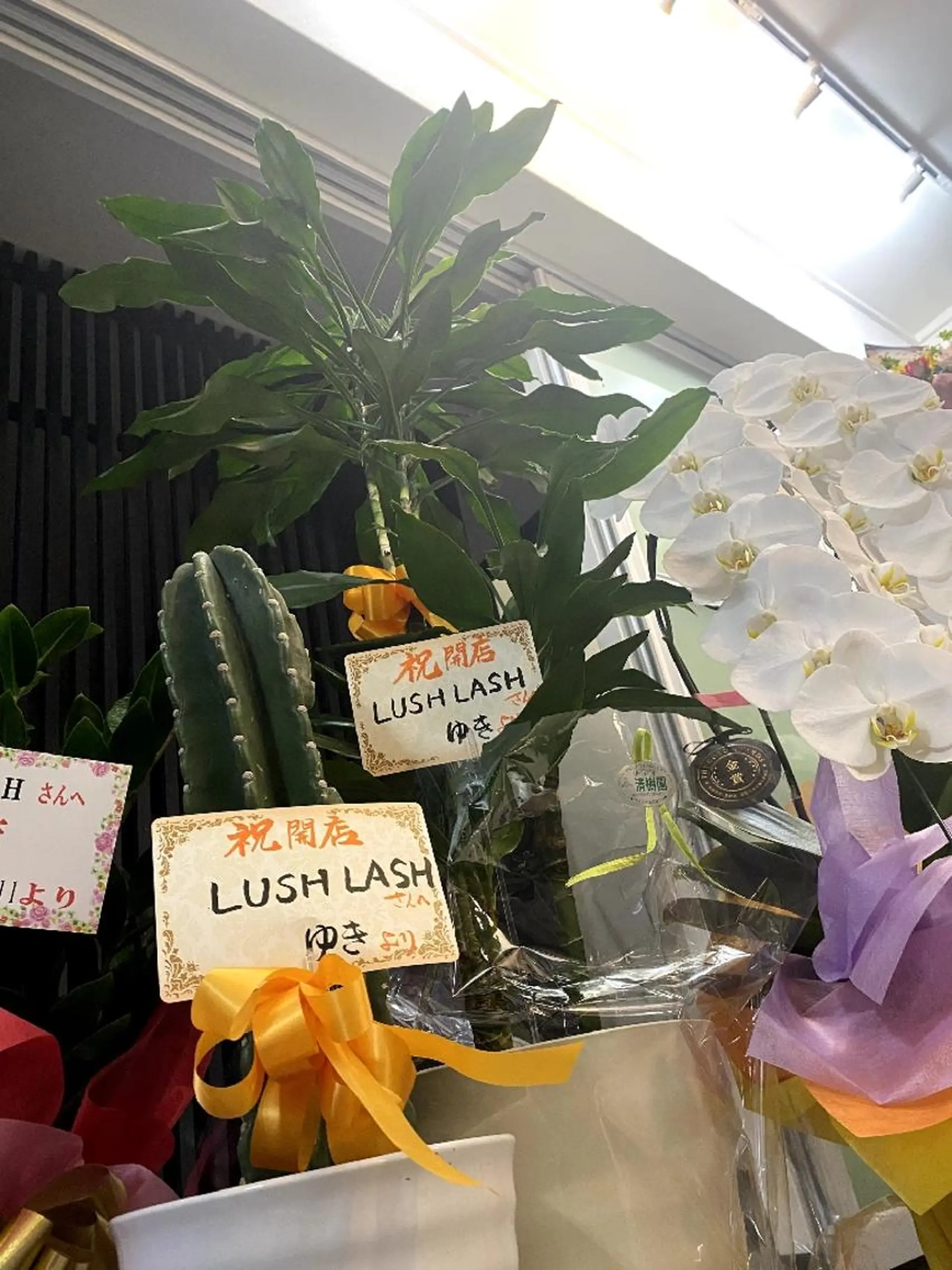 韓国アイドルまつげ ❤️LUSHLASHのマツエク・マツパデザイン