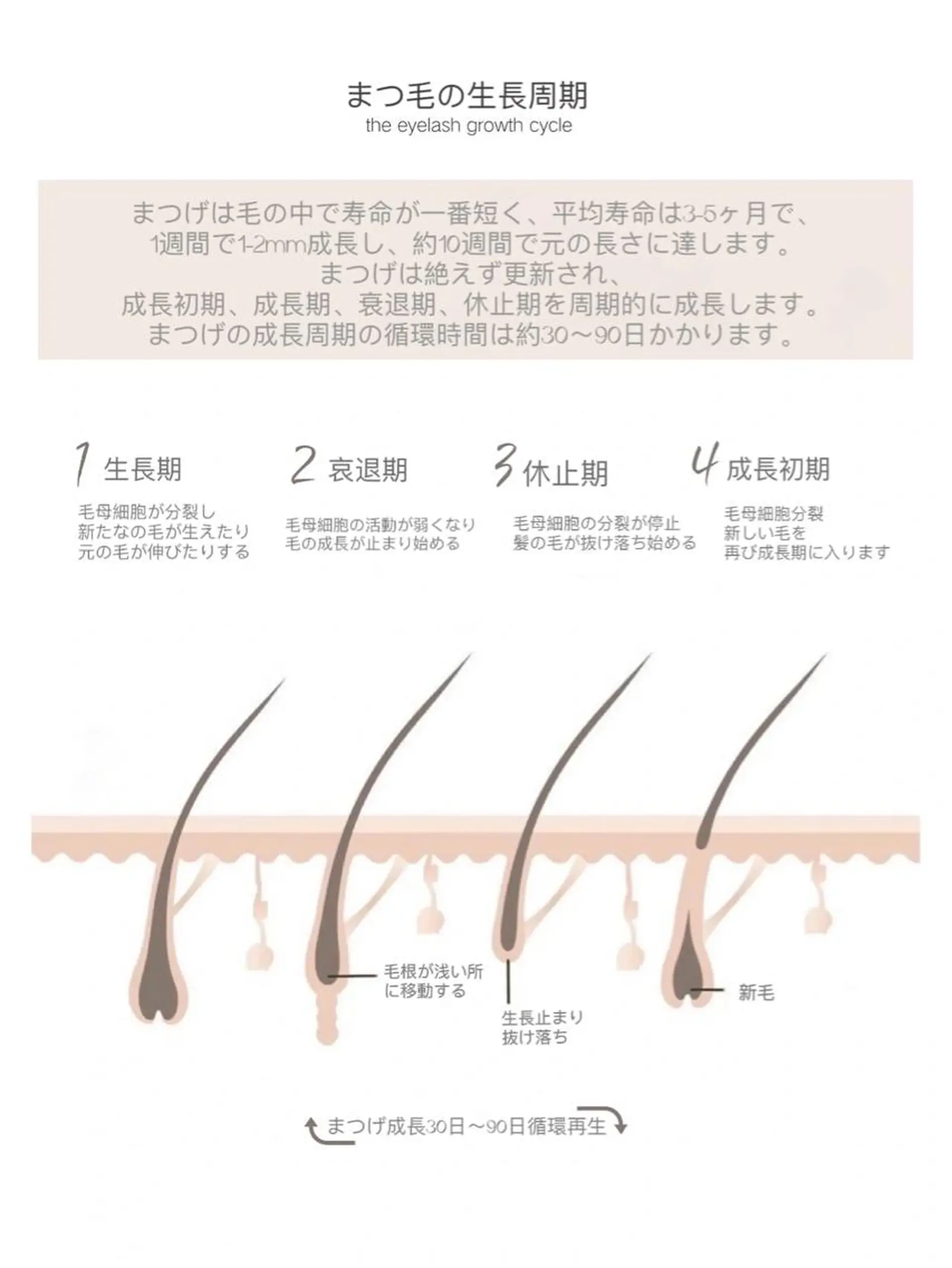 マツエク・マツパ マツエク Y.Beauty 池袋のマツエク・マツパデザイン