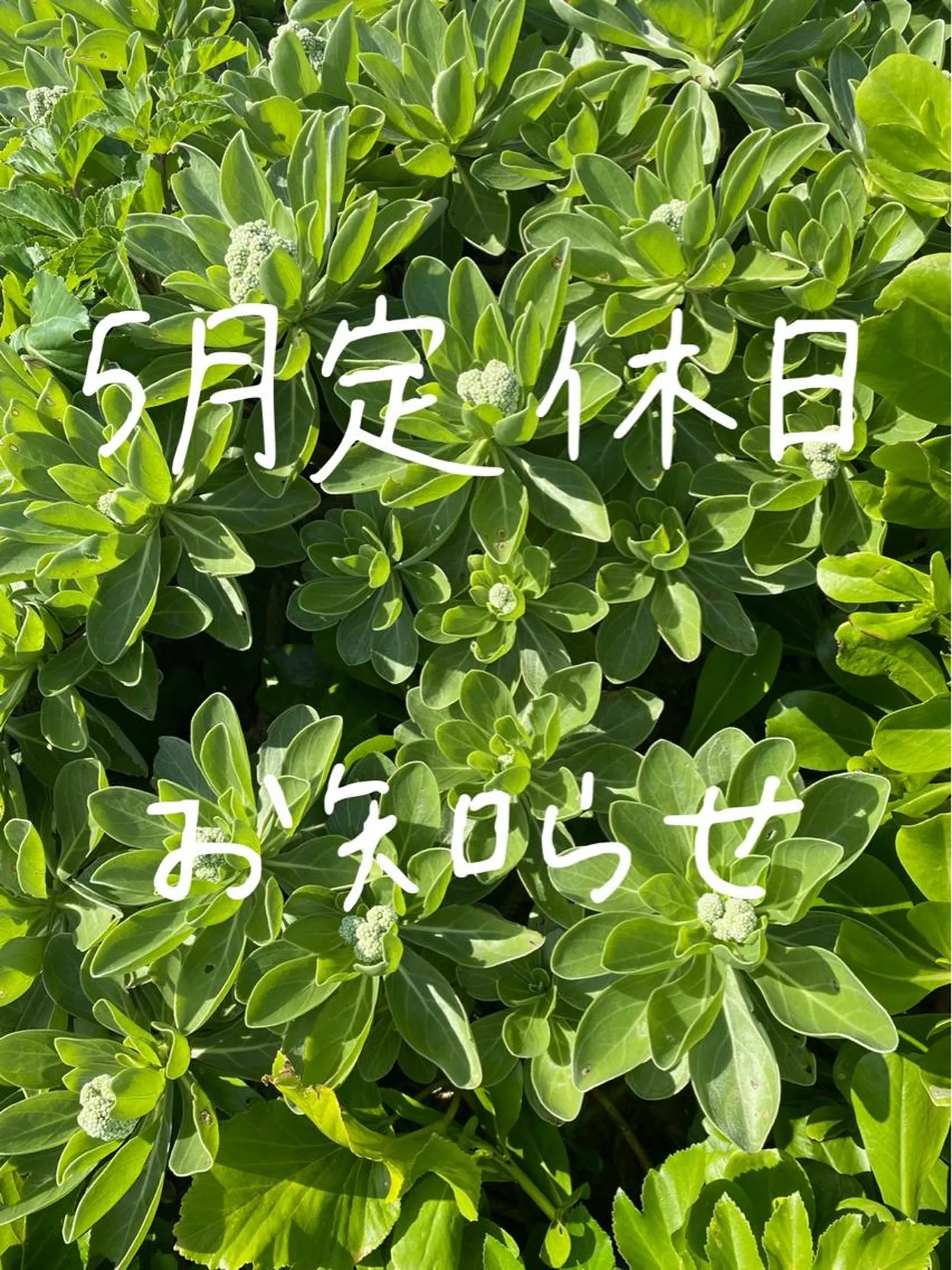 ネイル lune nail_2017のその他イメージ