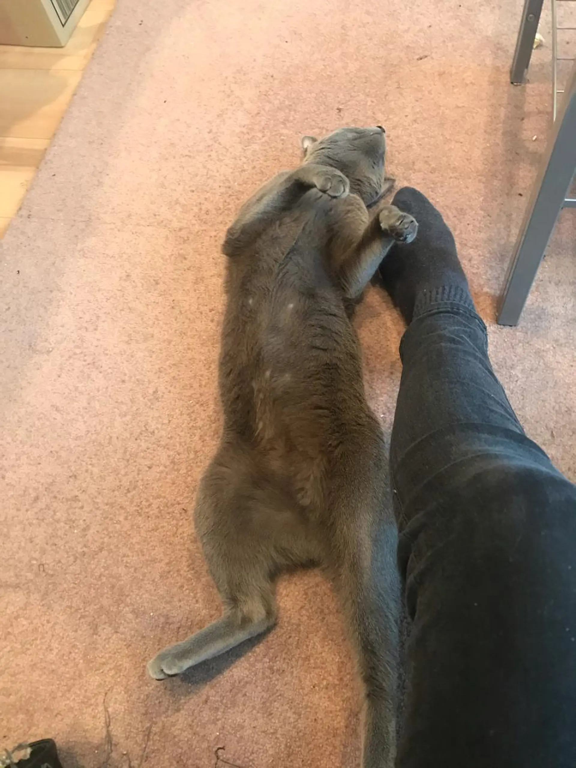 ショート カラー パーマ ヘアアレンジ メンズ キッズ マツエク・マツパ アニメ,Vオタク× 即効痩せエステサロンのエステ・リラクイメージ