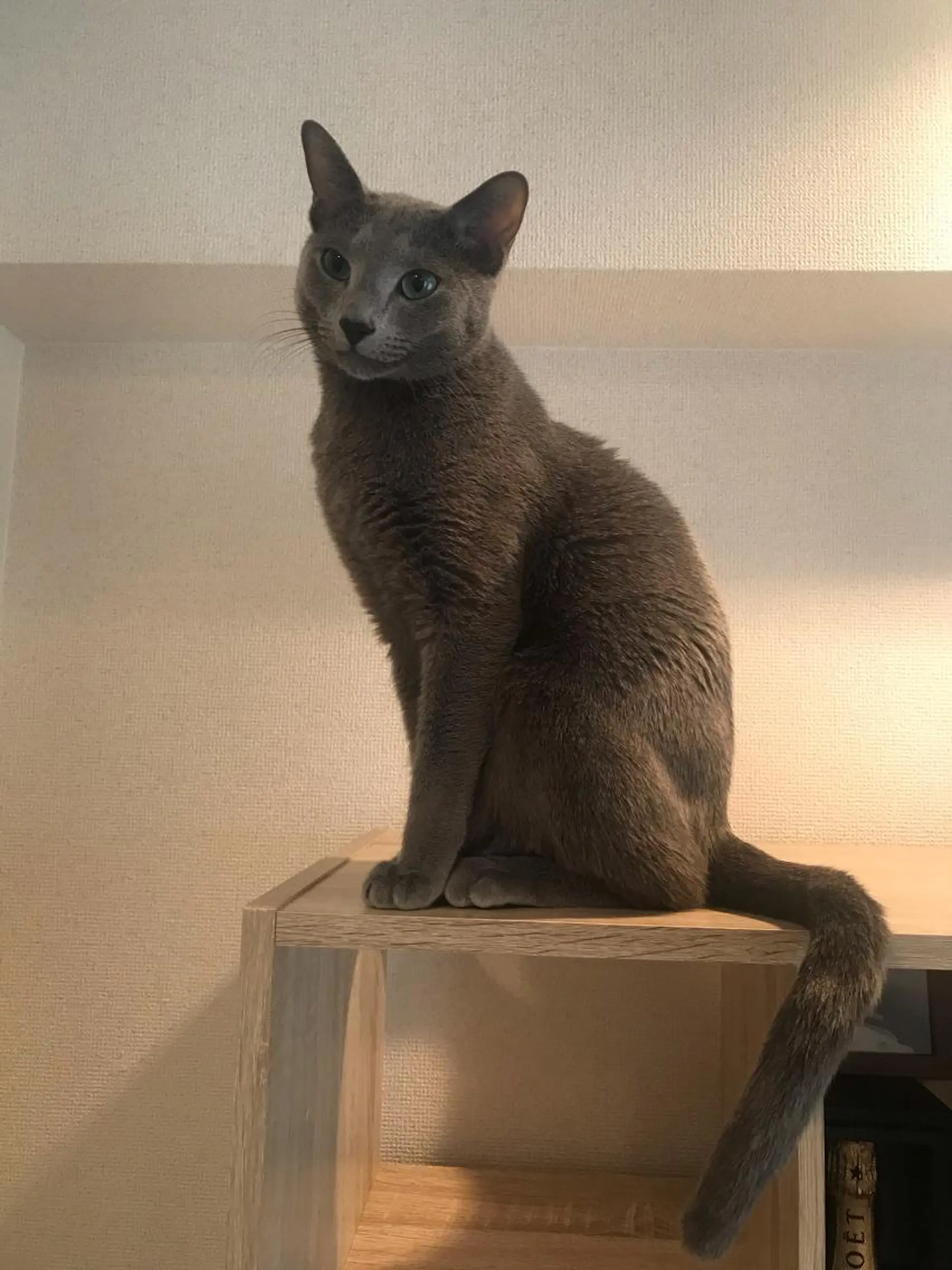 ショート カラー パーマ ヘアアレンジ メンズ キッズ ネイル マツエク・マツパ アニメ,Vオタク× 即効痩せエステサロンのエステ・リラクイメージ