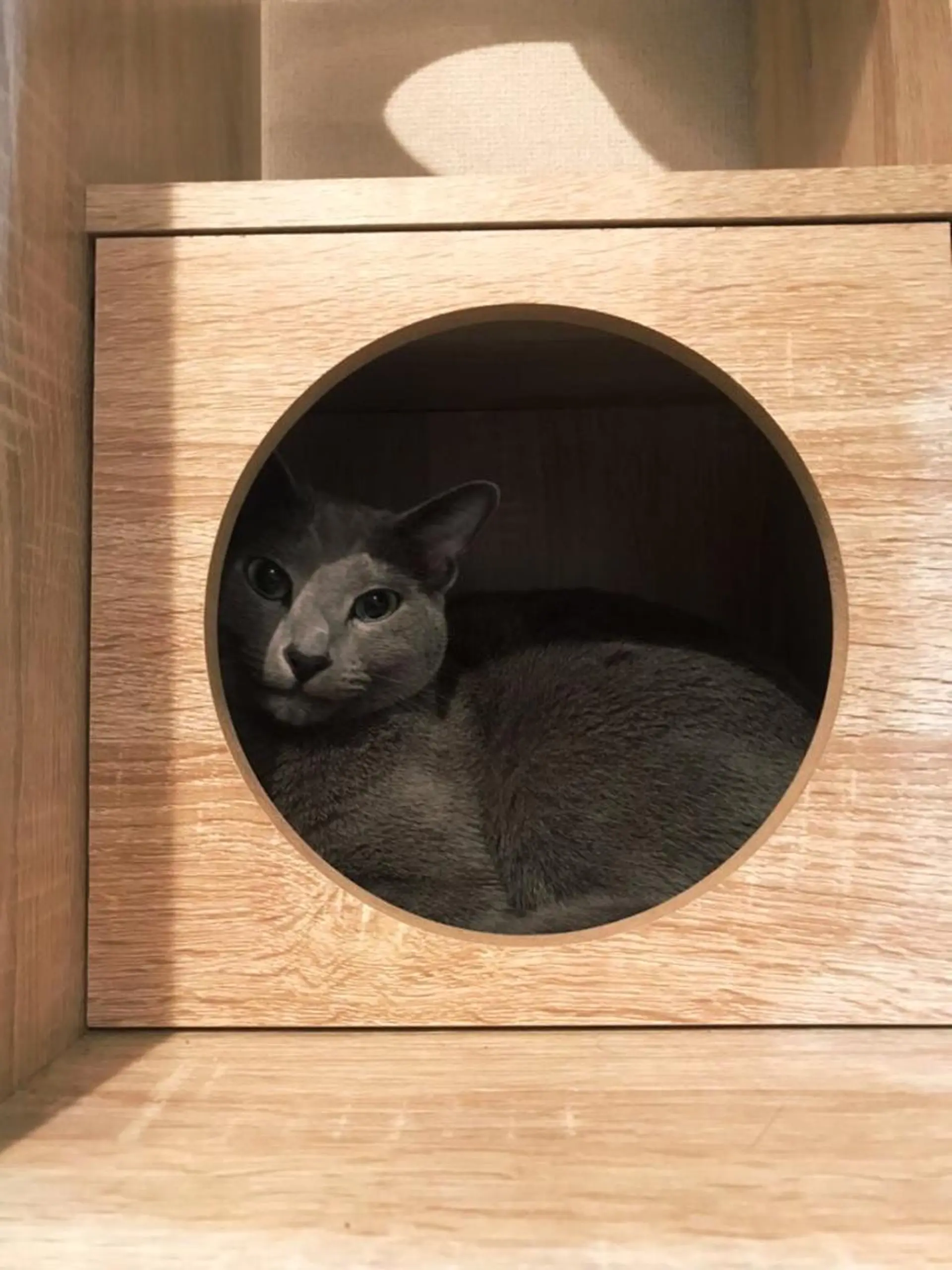 ショート カラー パーマ ヘアアレンジ キッズ ネイル マツエク・マツパ アイブロウ アニメ,Vオタク× 即効痩せエステサロンのエステ・リラクイメージ