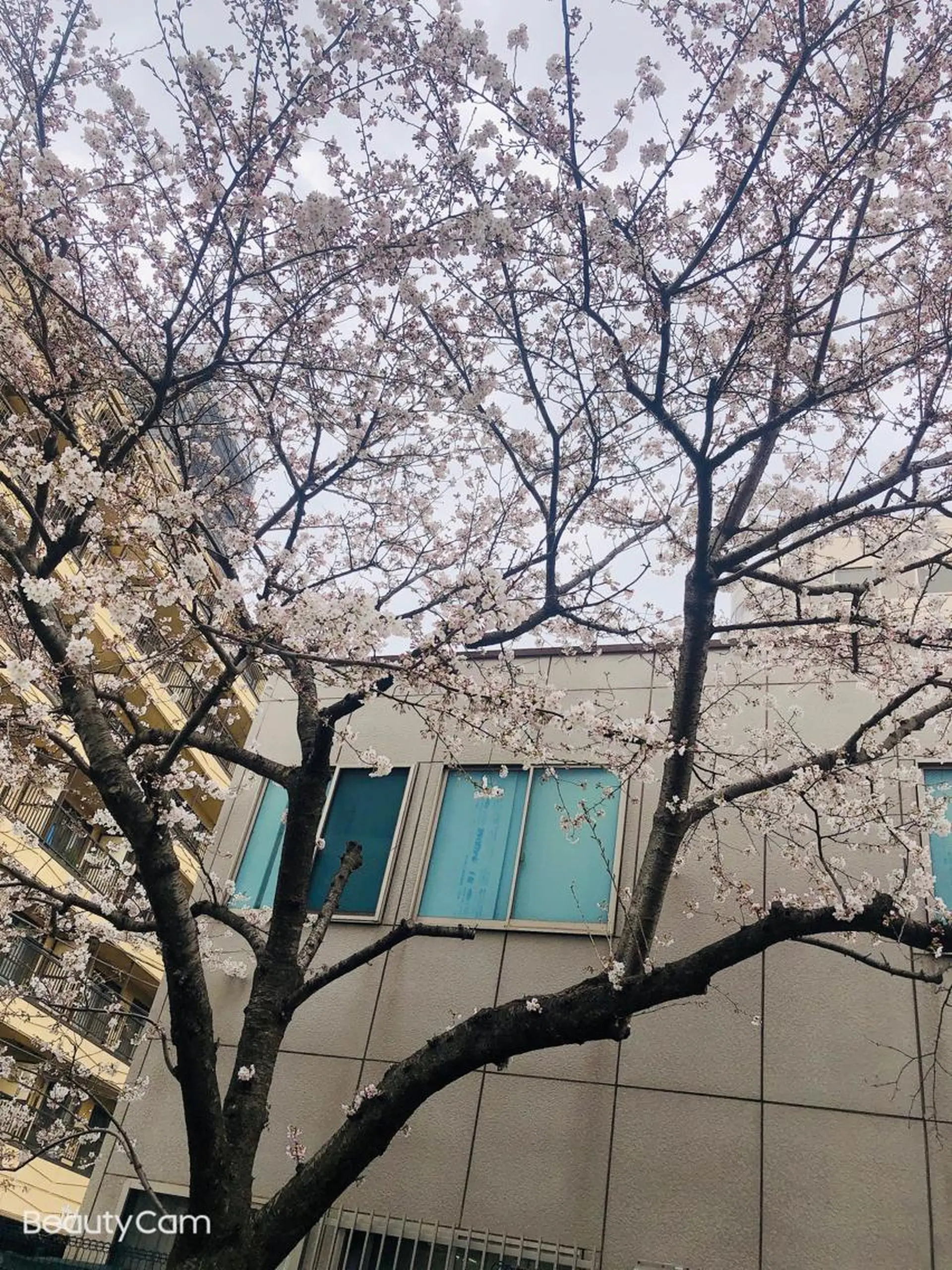 マツエク・マツパ 伊藤名紬 マツエク専門のマツエク・マツパデザイン