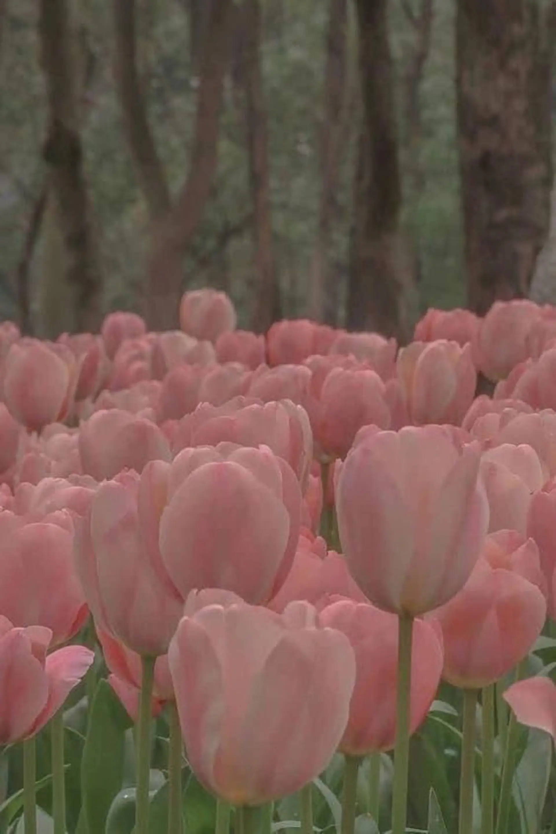 ショート ‎‪🩰 艶髪美髪 shiori🫧のヘアスタイル
