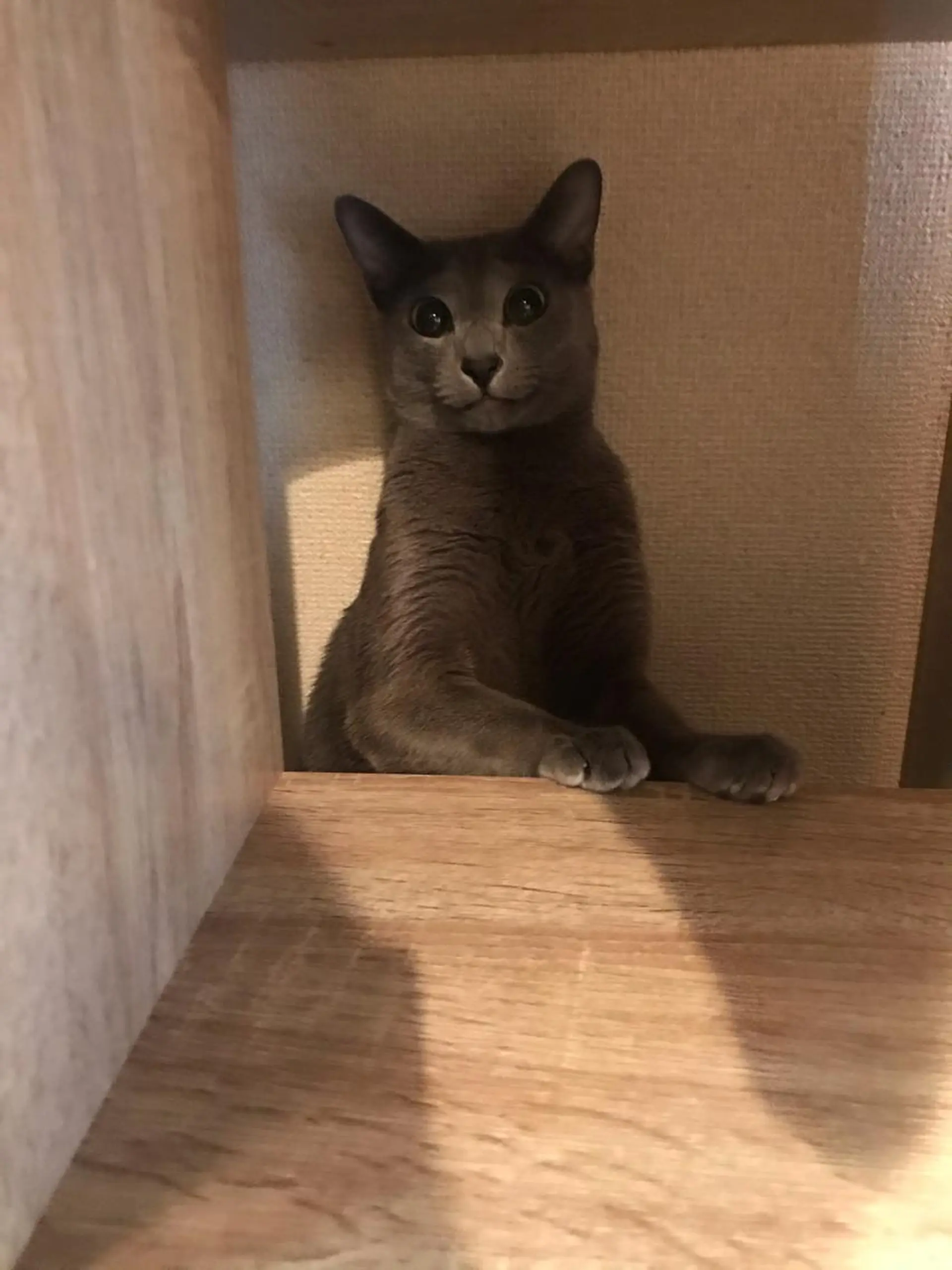 ショート カラー パーマ ヘアアレンジ メンズ キッズ ネイル マツエク・マツパ アニメ,Vオタク× 即効痩せエステサロンのエステ・リラクイメージ