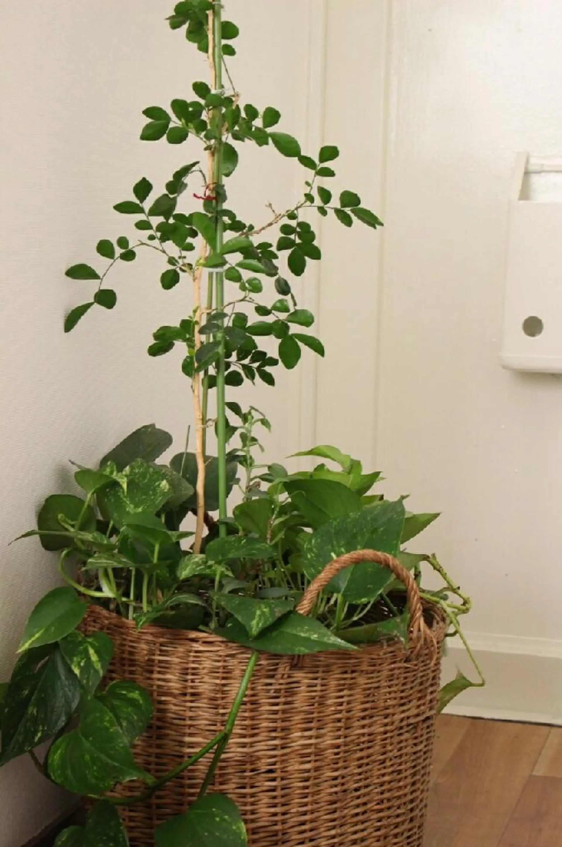 市川 紗弥香. のエステ・リラクイメージ