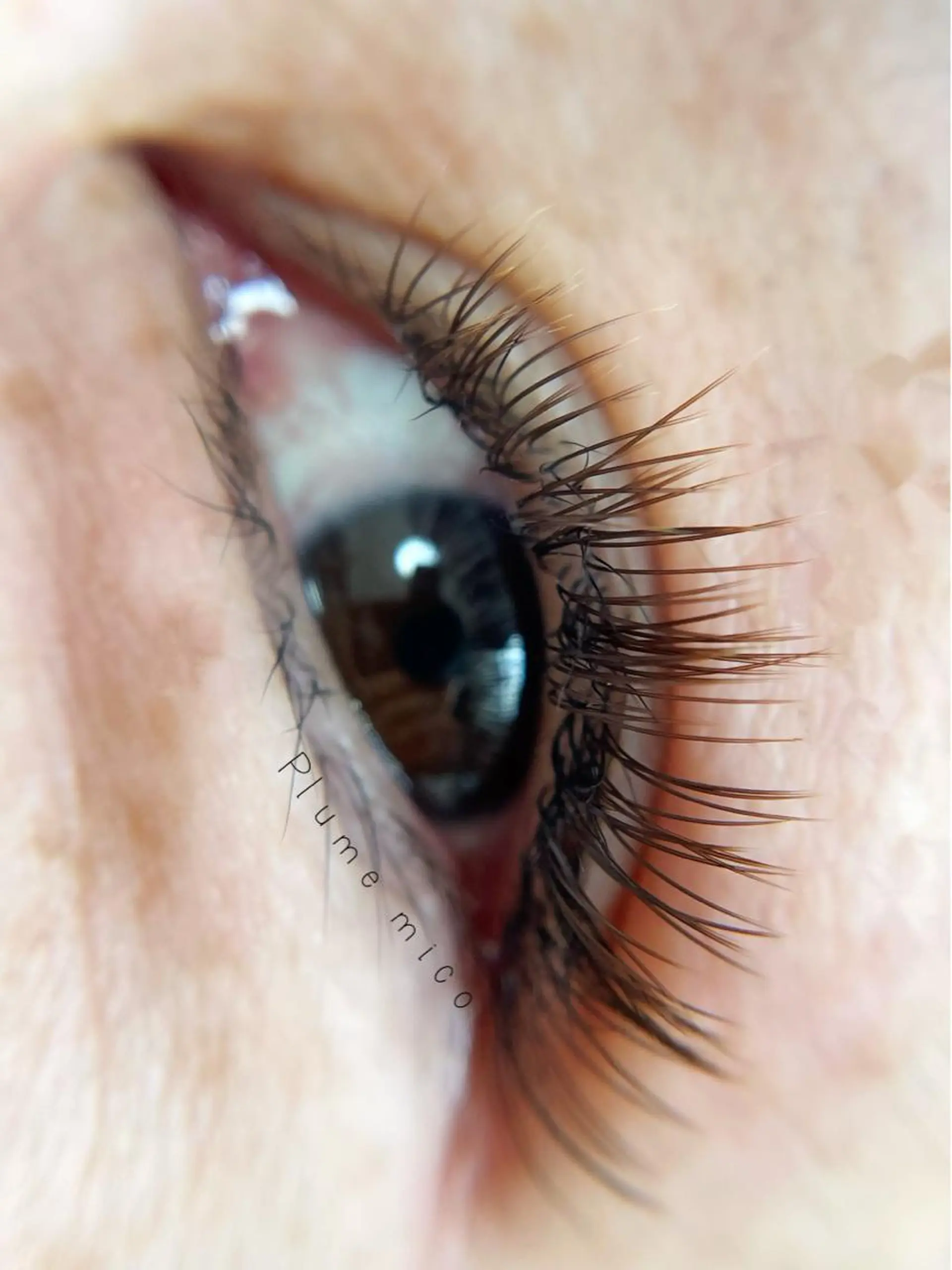 マツエク・マツパ マツエク Plume micoのマツエク・マツパデザイン