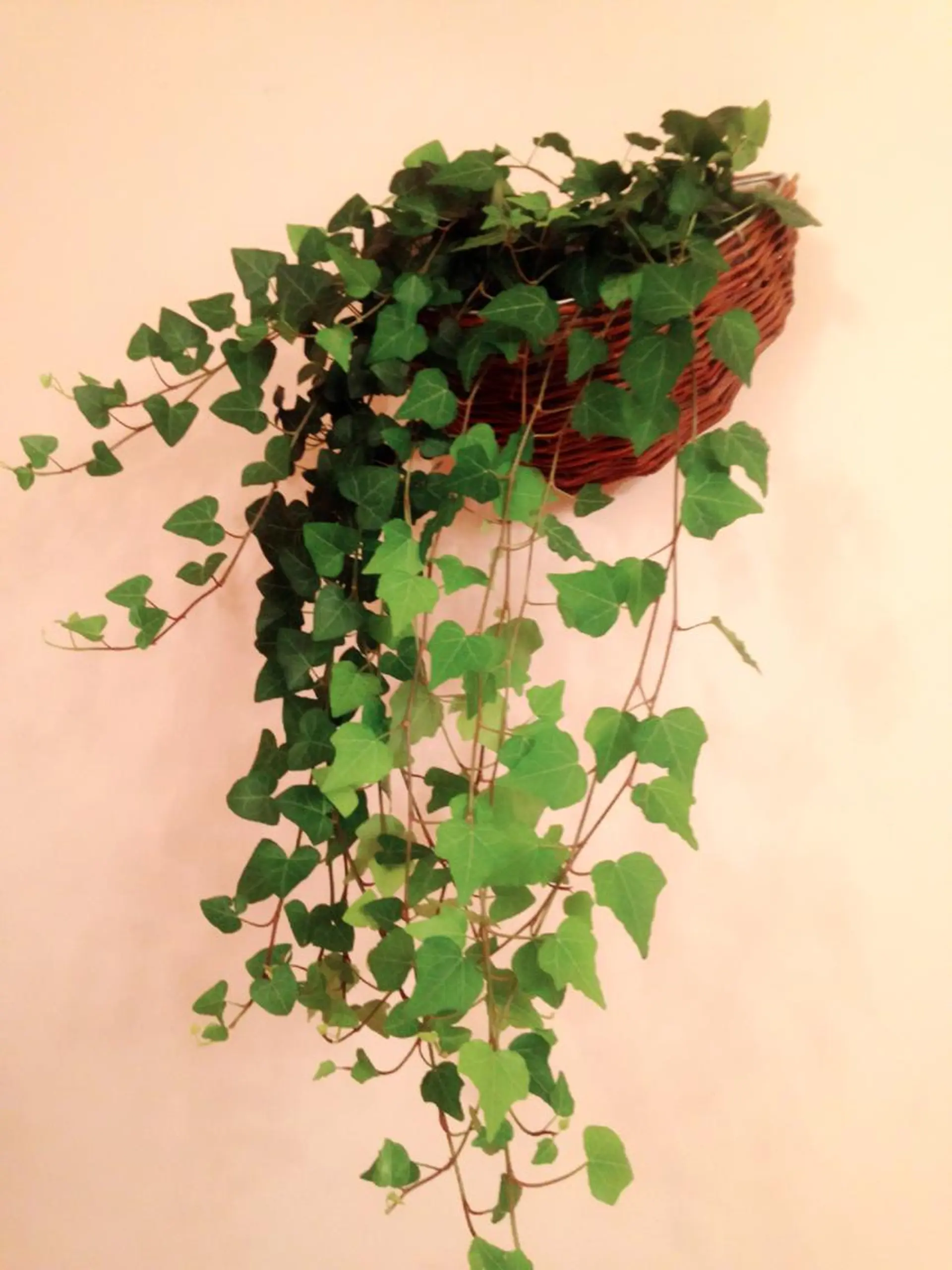 ˚✧₊⁎⁎⁺˳✧༚ AUエーユーのエステ・リラクイメージ