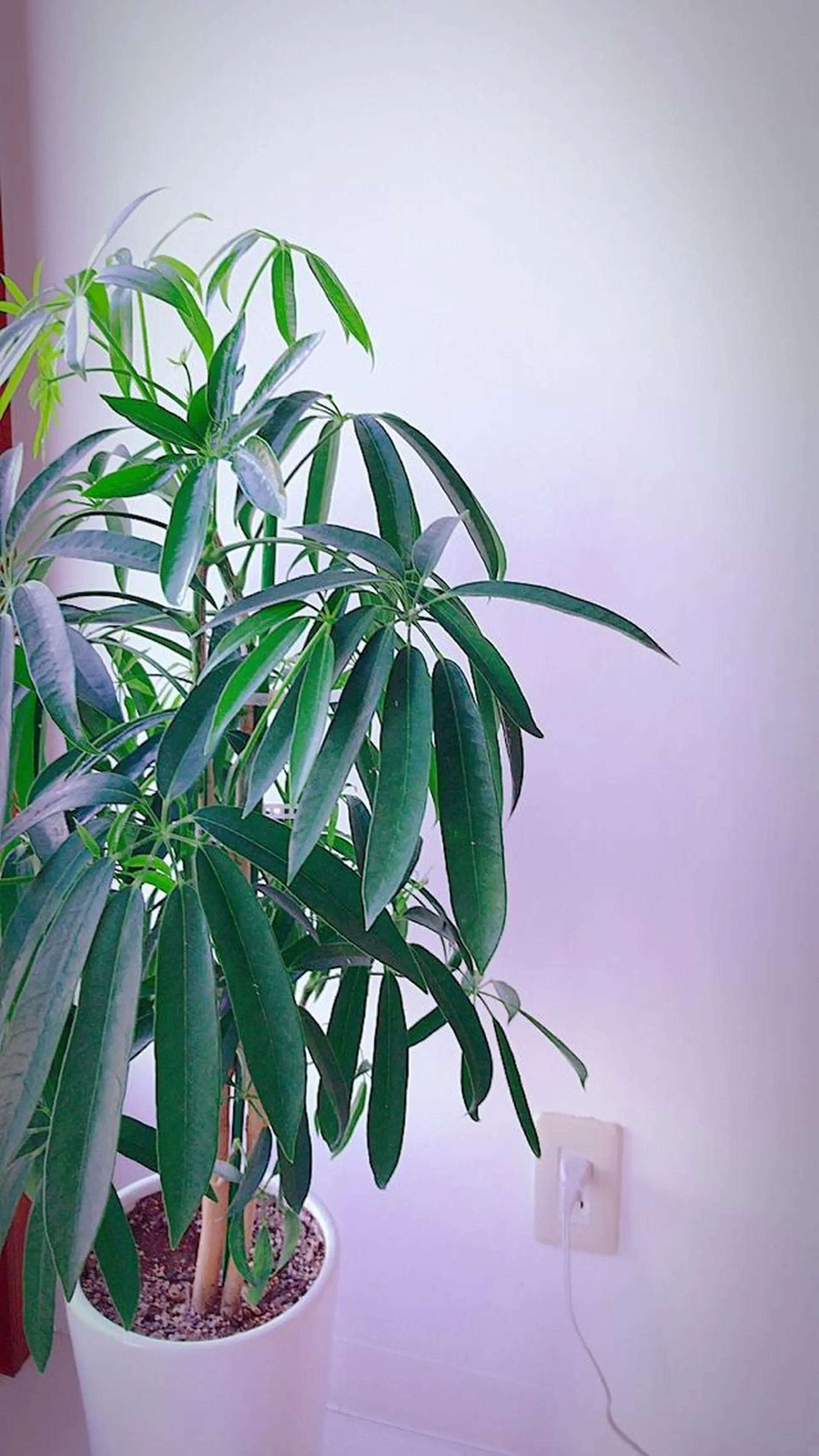 ショート カラー パーマ メンズ ViaLa Hair 🌈すずきたくむ✂︎のヘアスタイル