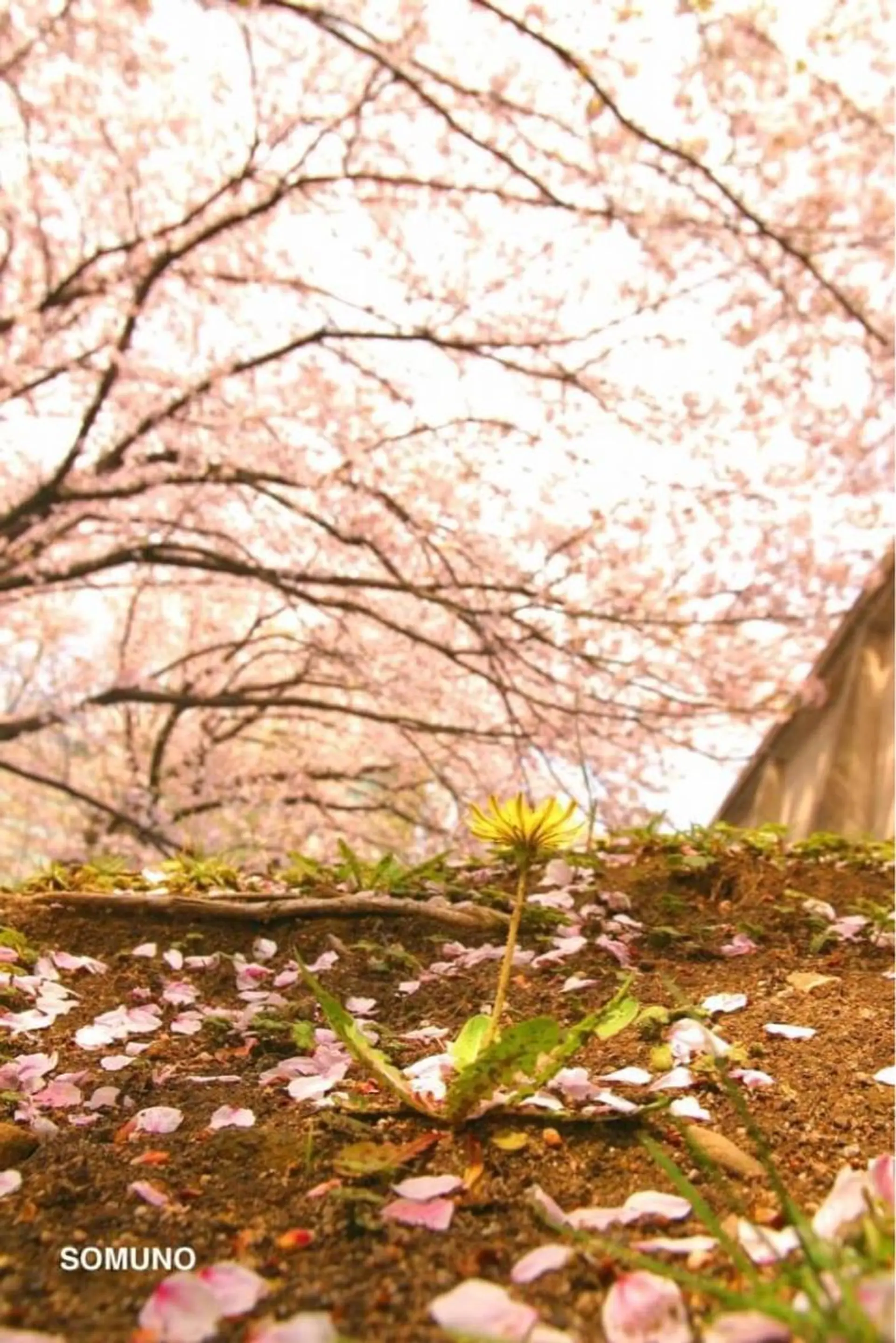 ソムノ所属・田村 竜一のヘアスタイル