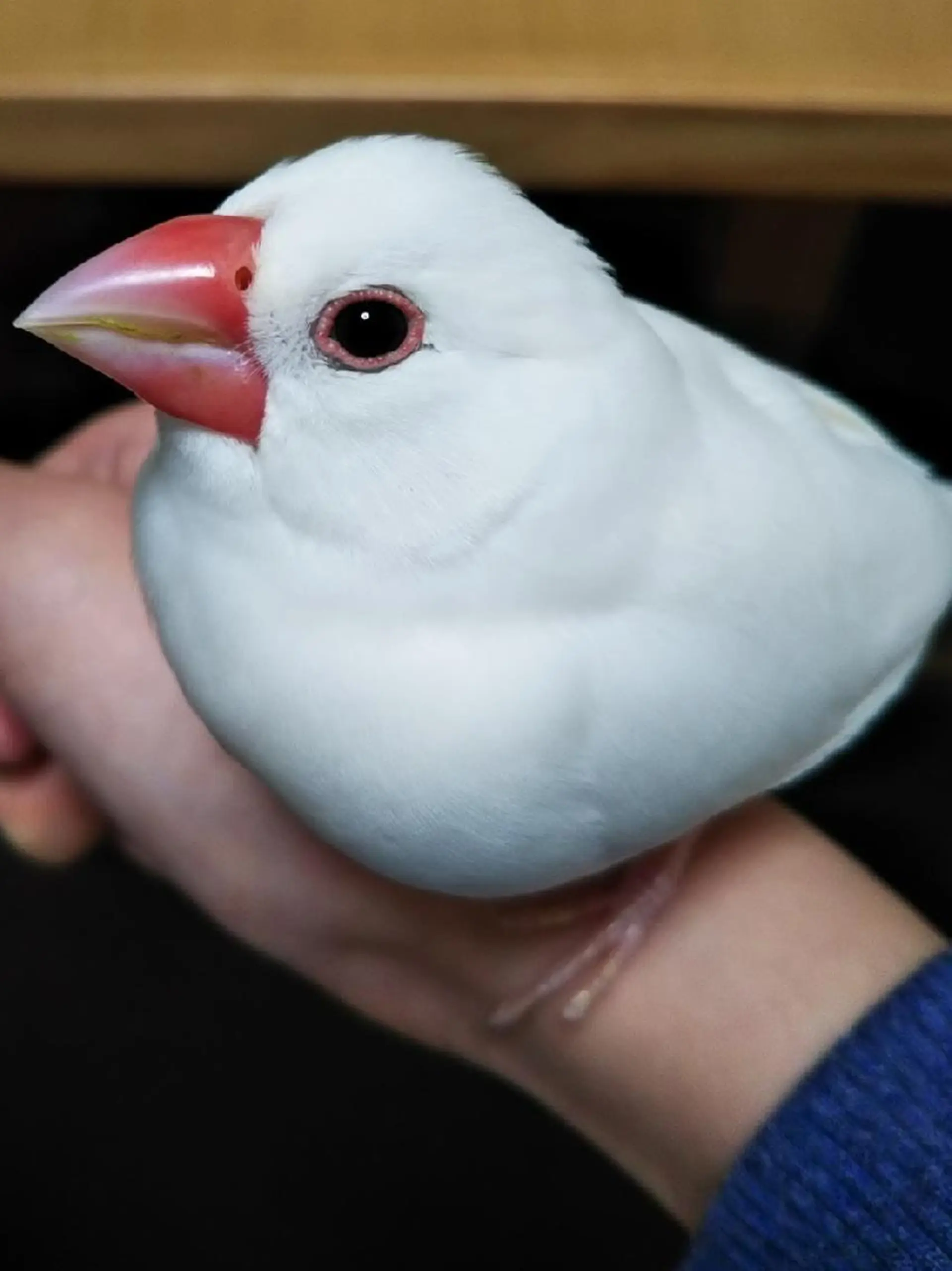 g*rossa高橋 くみこのエステ・リラクイメージ