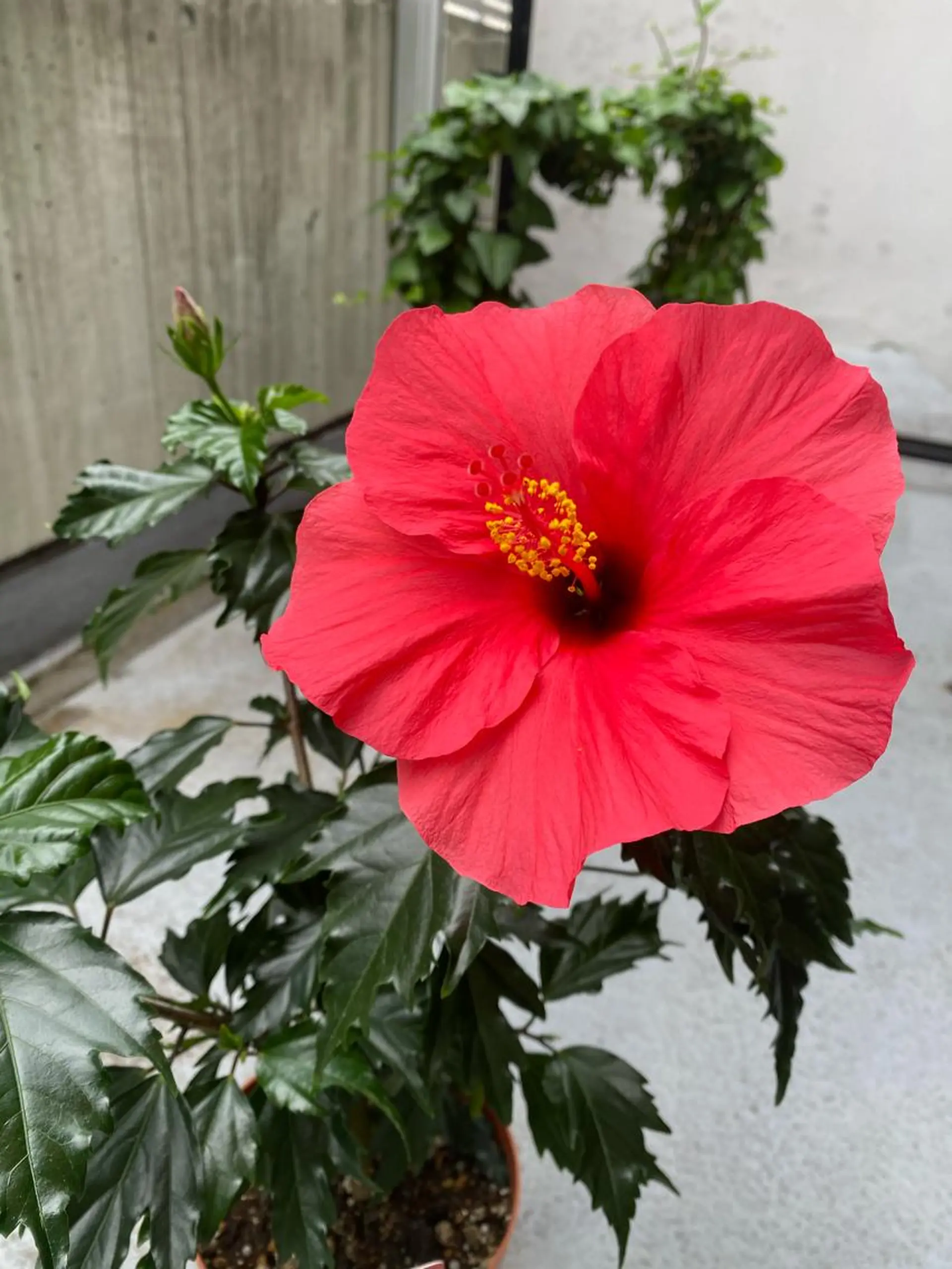 その他 Mandarin Orange所属・毛穴から始める肌メン テマンダリンオレンジのエステ・リラクイメージ