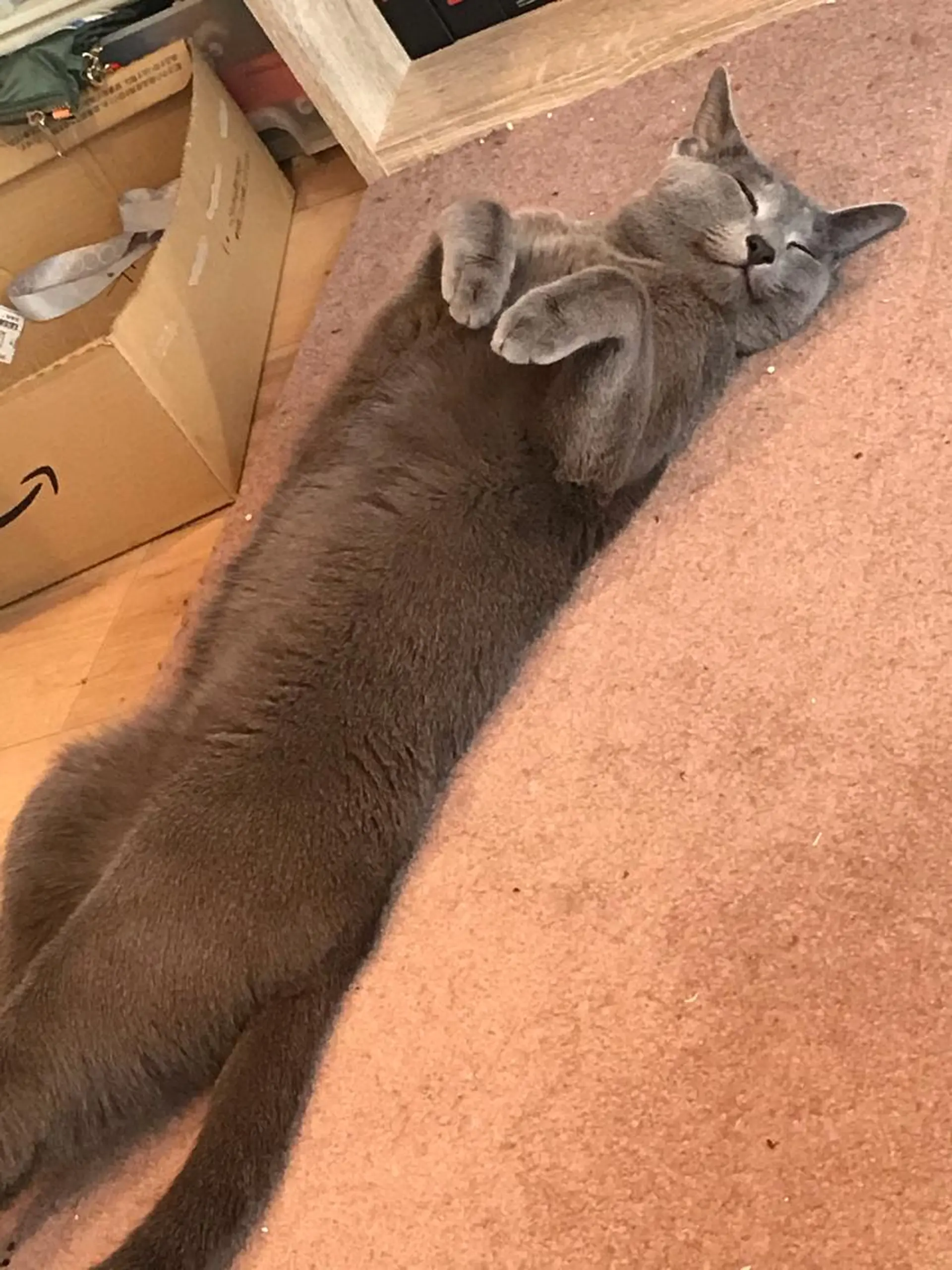 ショート カラー パーマ ヘアアレンジ メンズ キッズ ネイル マツエク・マツパ アニメ,Vオタク× 即効痩せエステサロンのエステ・リラクイメージ