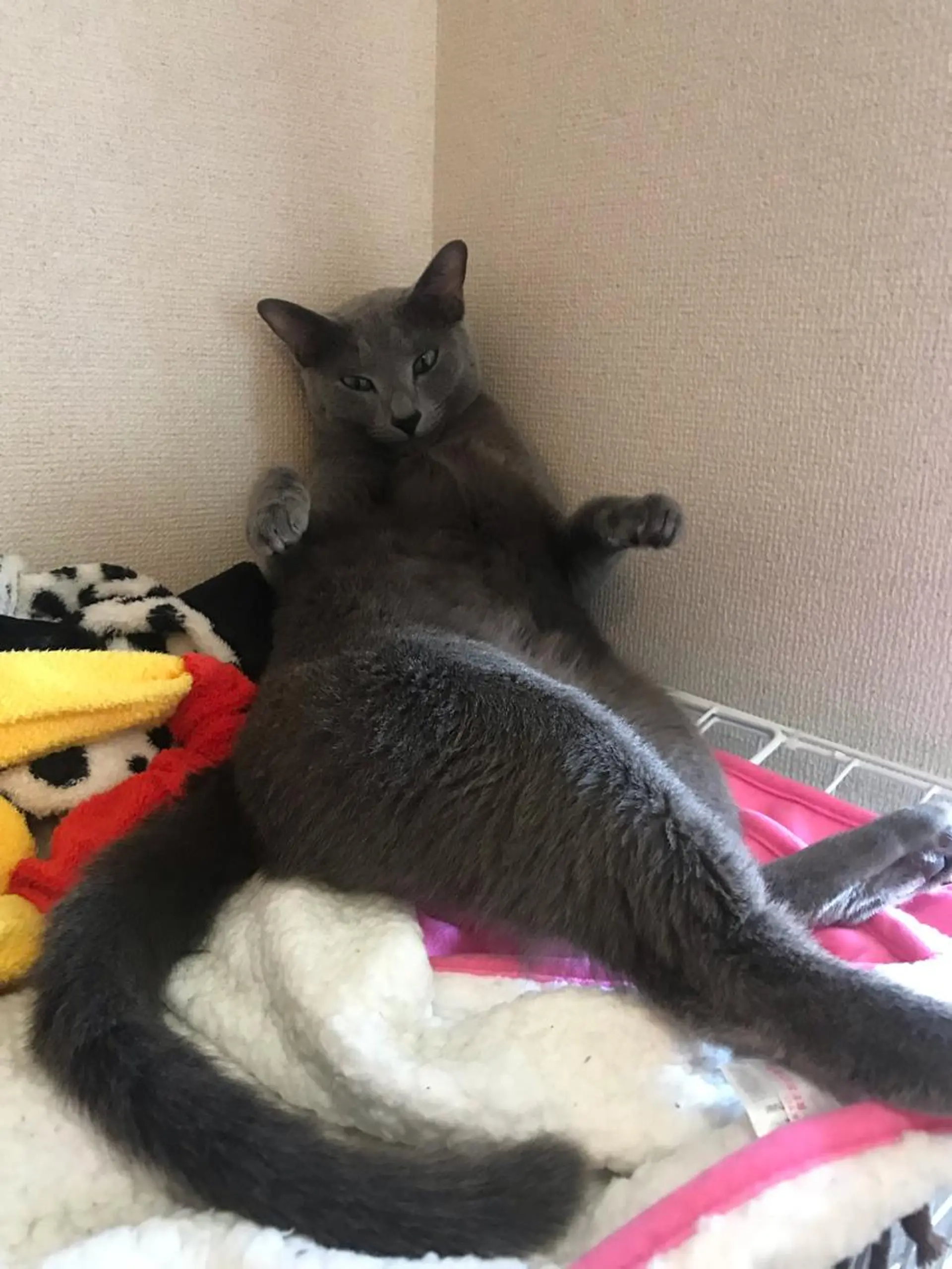 ショート カラー パーマ ヘアアレンジ メンズ キッズ ネイル マツエク・マツパ アイブロウ アニメ,Vオタク× 即効痩せエステサロンのエステ・リラクイメージ