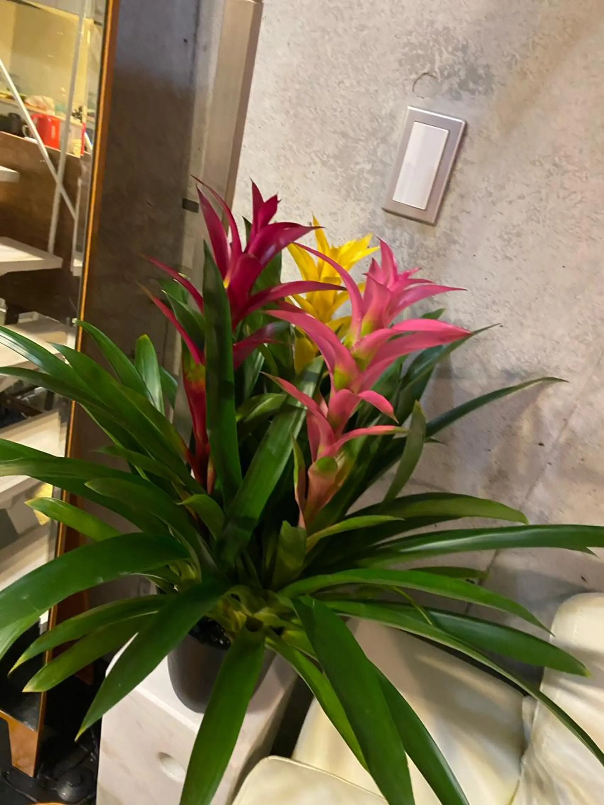 Mandarin Orange所属・毛穴から始める肌メン テマンダリンオレンジのエステ・リラクイメージ