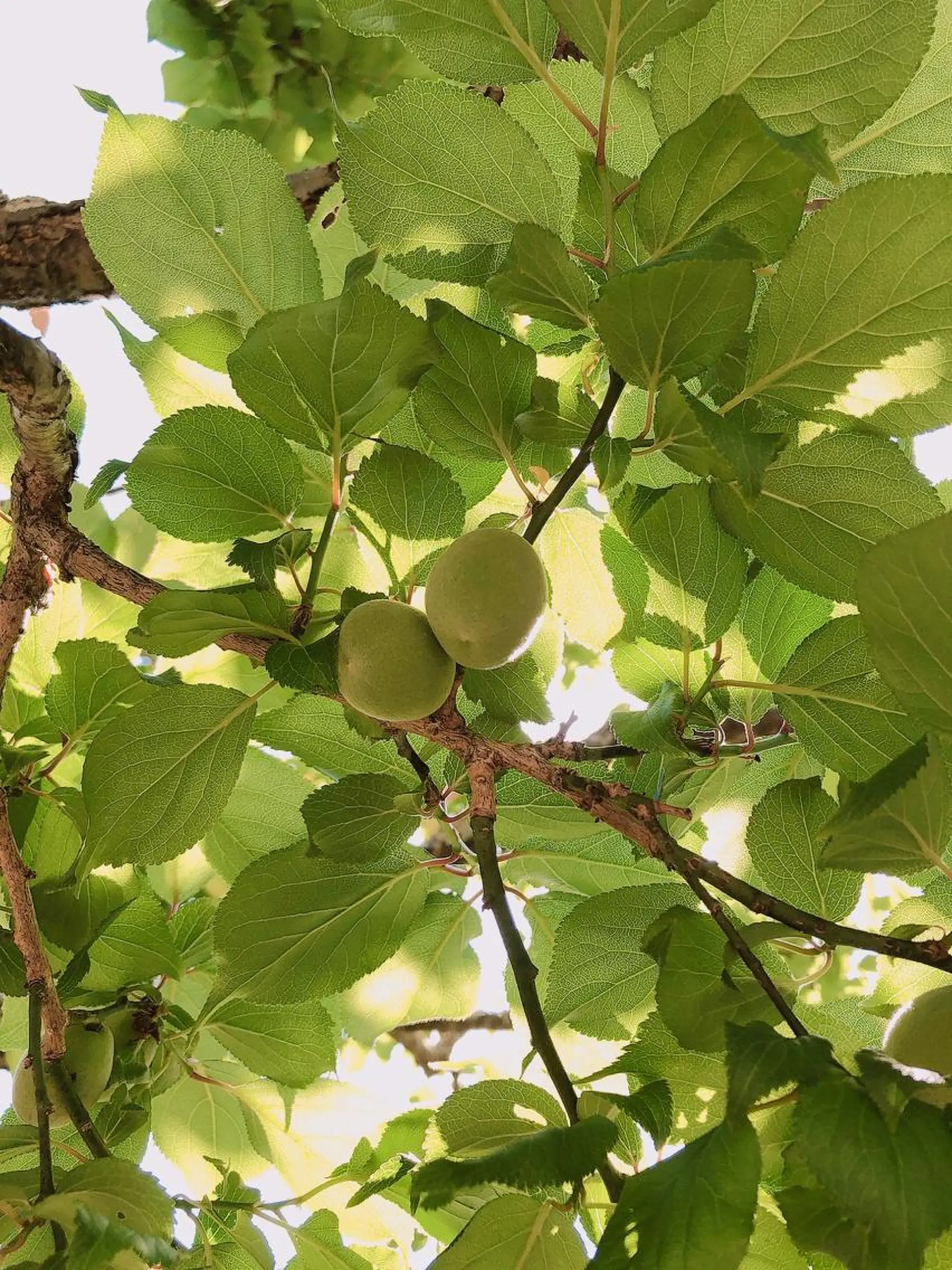 マツエク・マツパ なかむら 🪡のマツエク・マツパデザイン